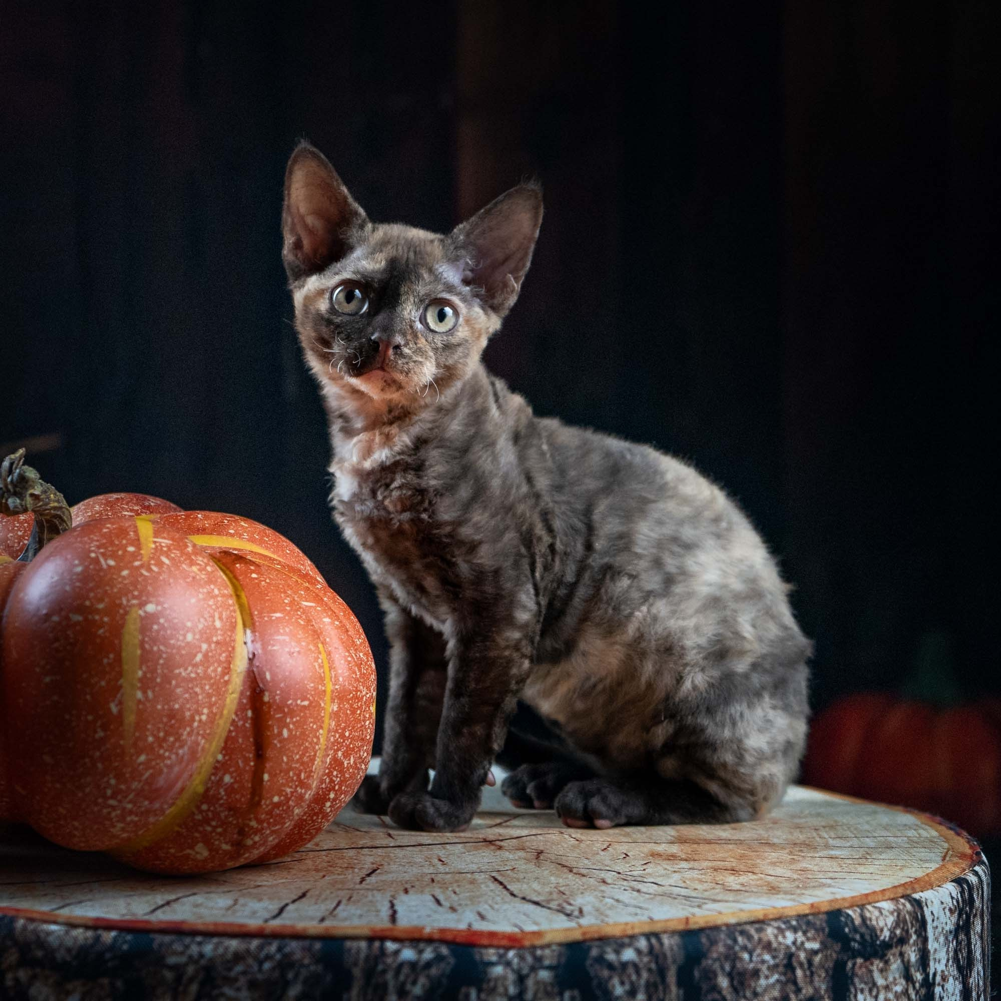 Dory, girl, born on 06.06.24 SOLD. Devon Rex Pixie Cattery