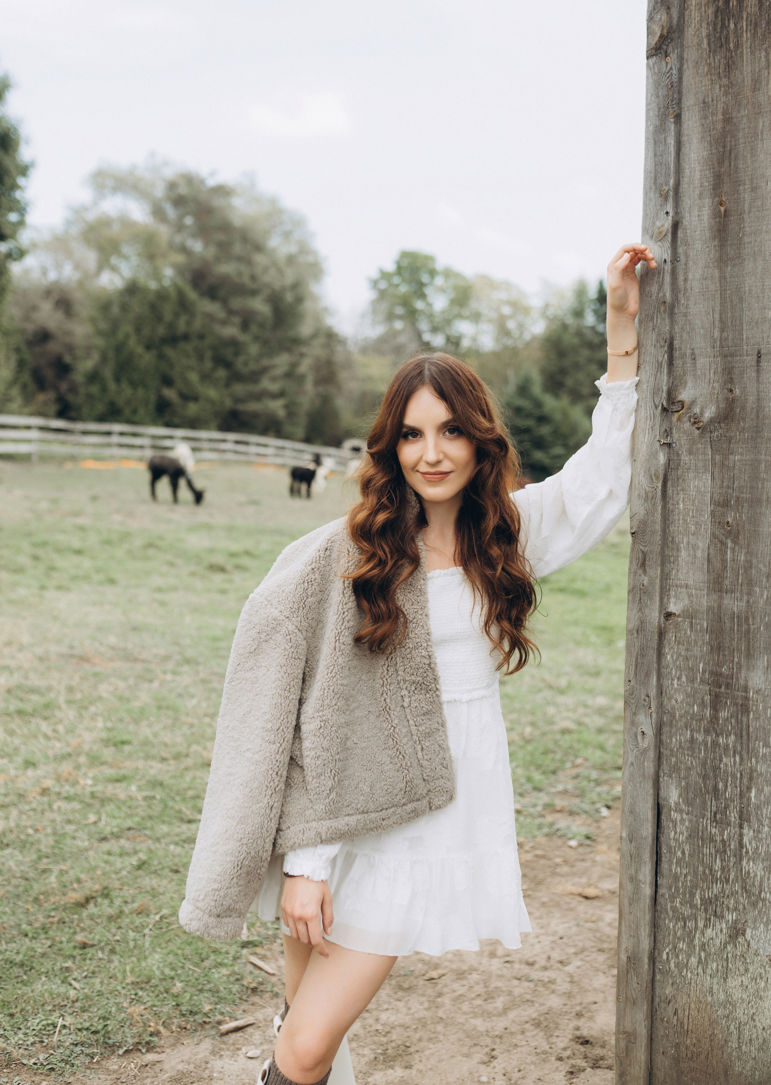 Alpacas Farm. Chernenko.photography