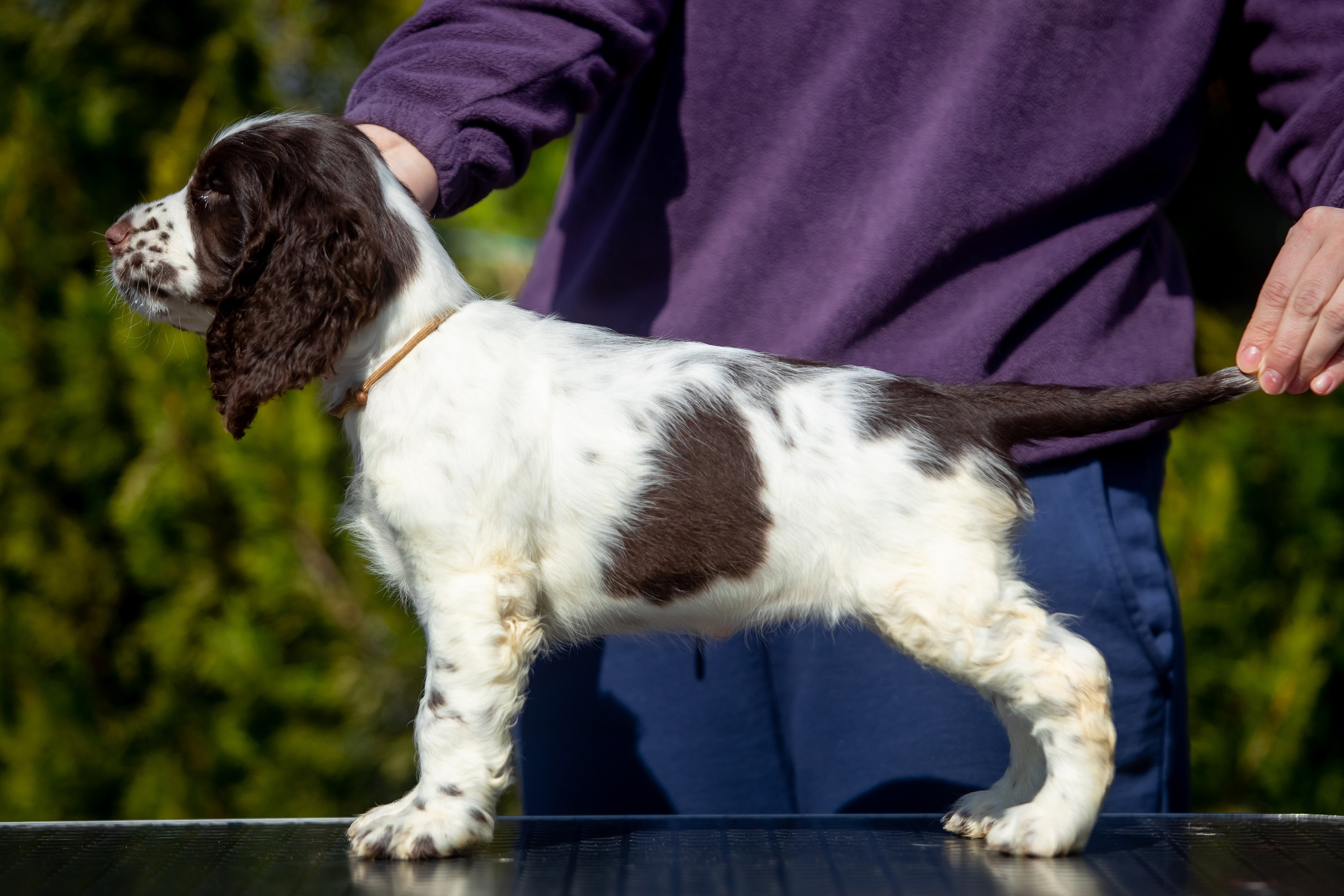 Female — Grey collar 🩶. Website of the titled stud dog of the Springer Spaniel breed