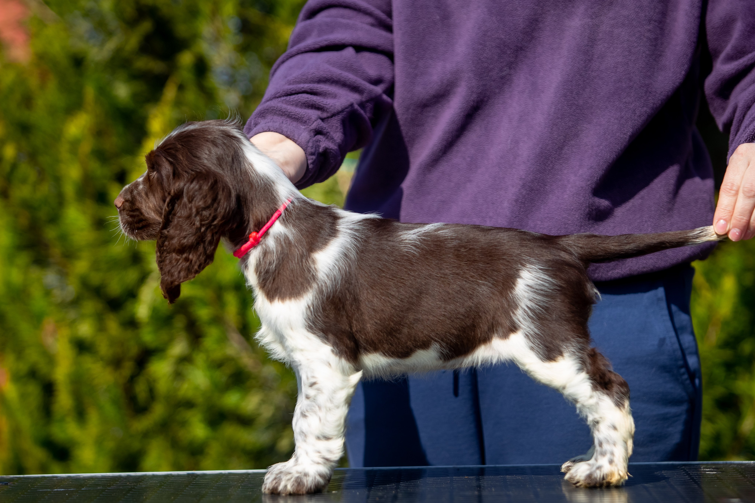Female — Pink collar 💗. Website of the titled stud dog of the Springer Spaniel breed