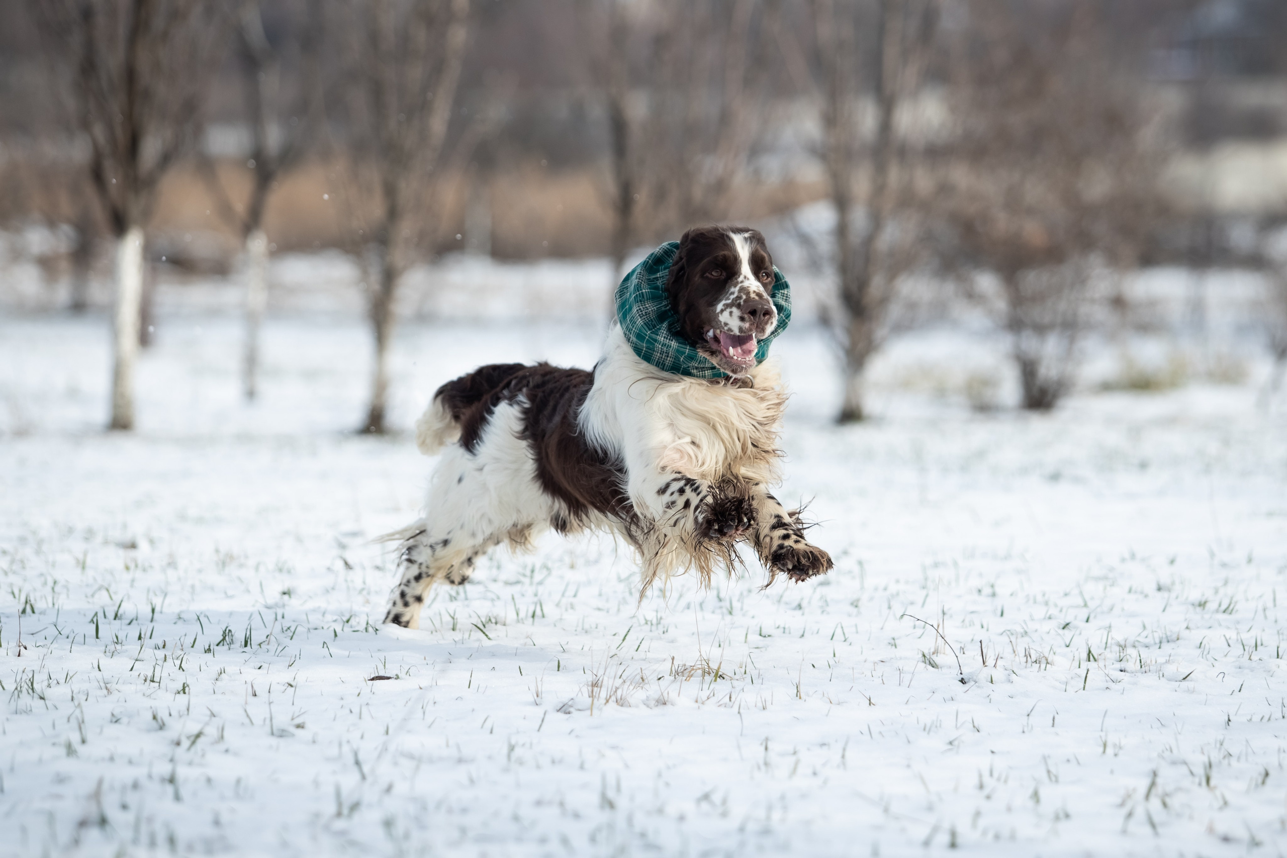 English Springer Spaniel male show dog international bloodlines