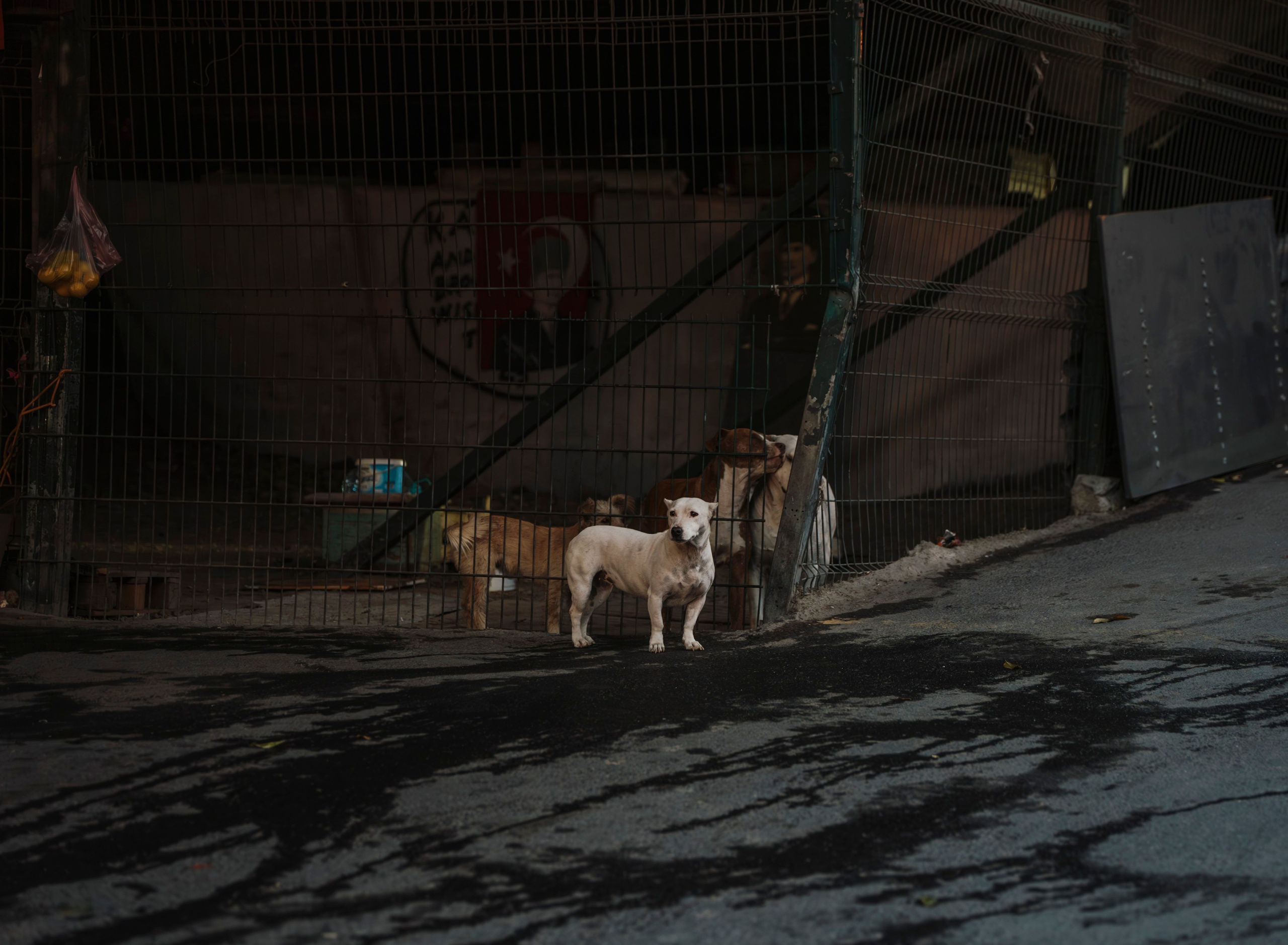 СТАМБУЛ. Стрит-фотография, полная абсурда, идиотизма и красоты