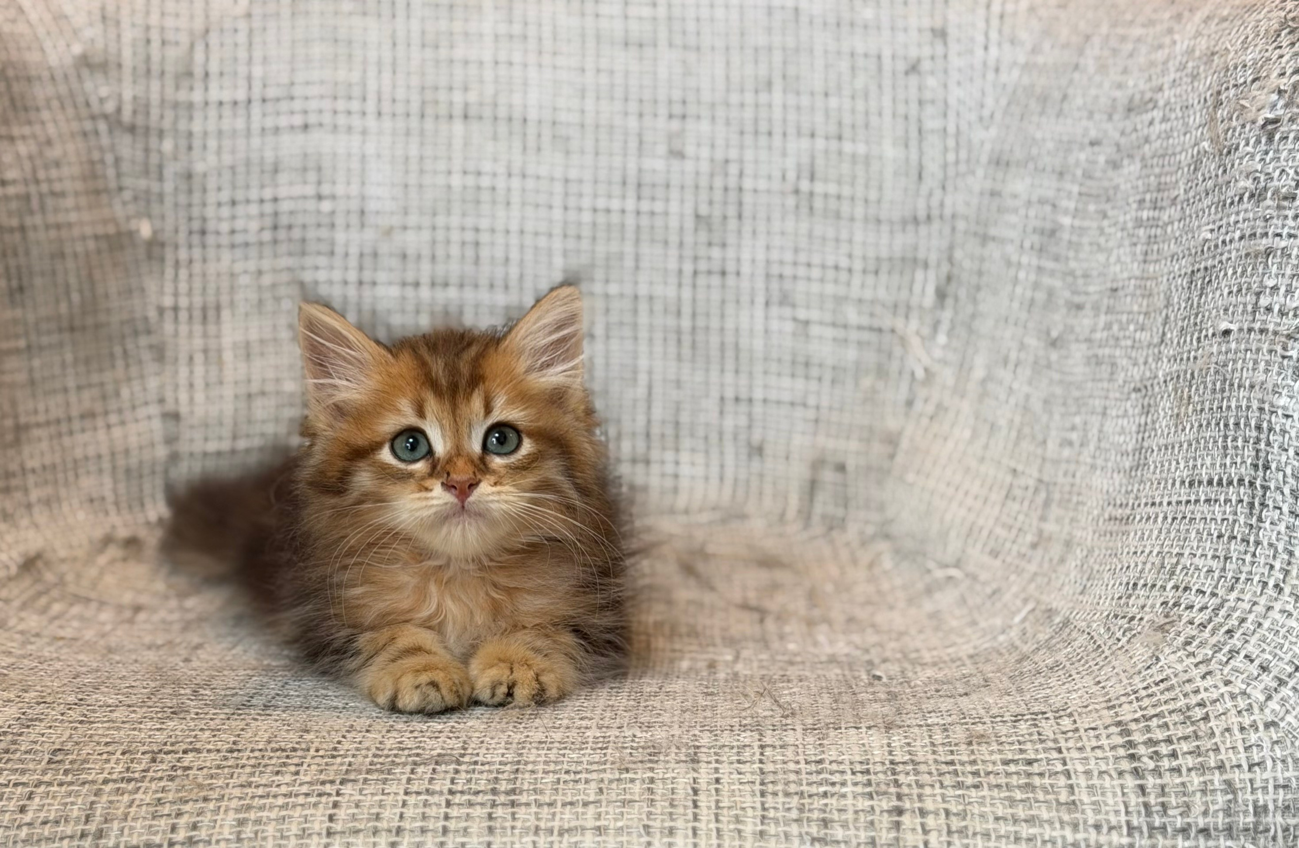 Reserved Ferris Golden Tabby Male