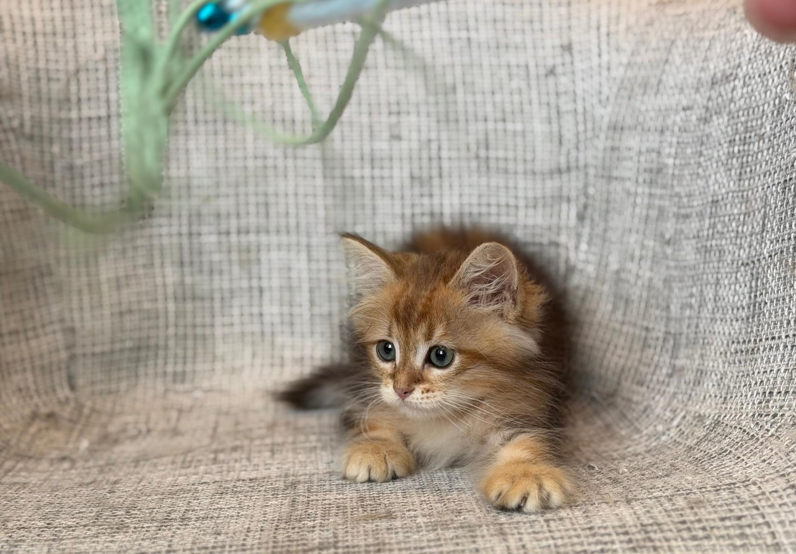 Finely Golden Tabby Male