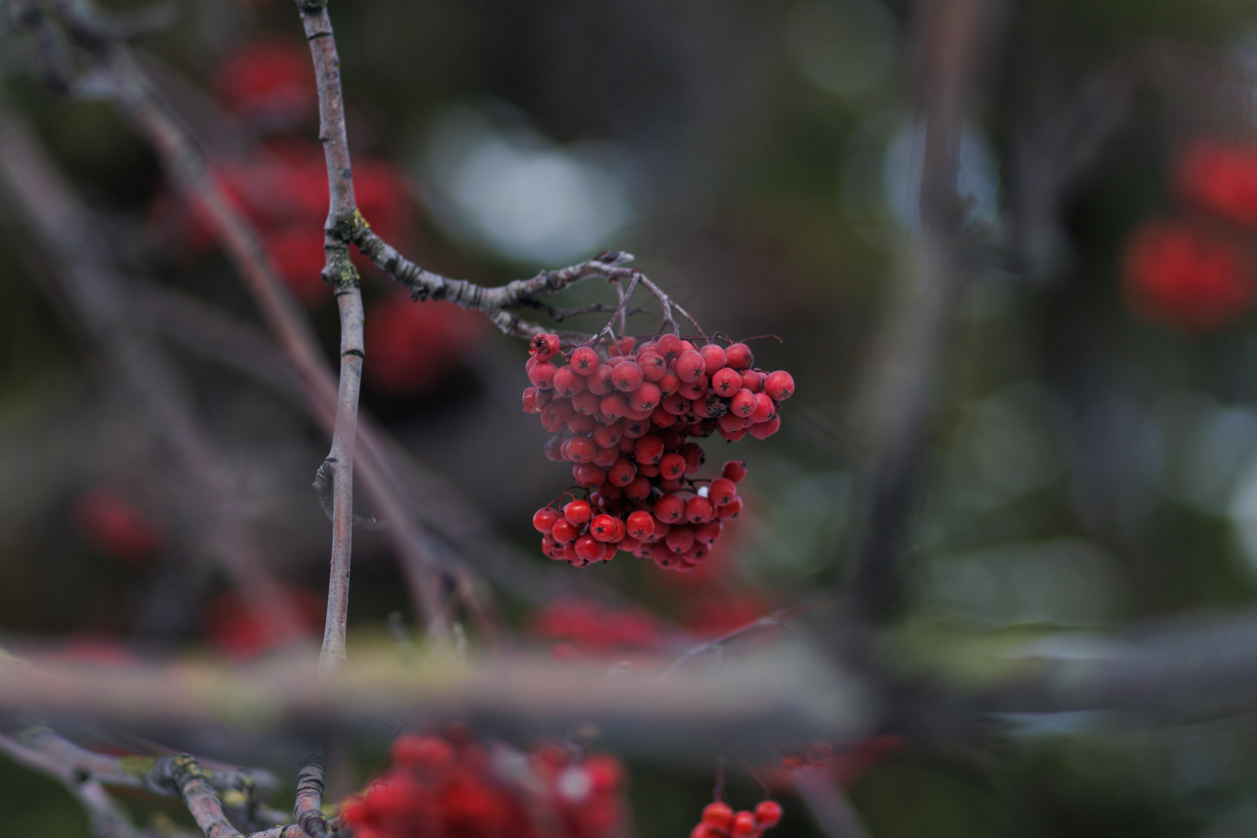 Nature. Portrait and Street photographer in Vilnius Edgar Shaipunas
