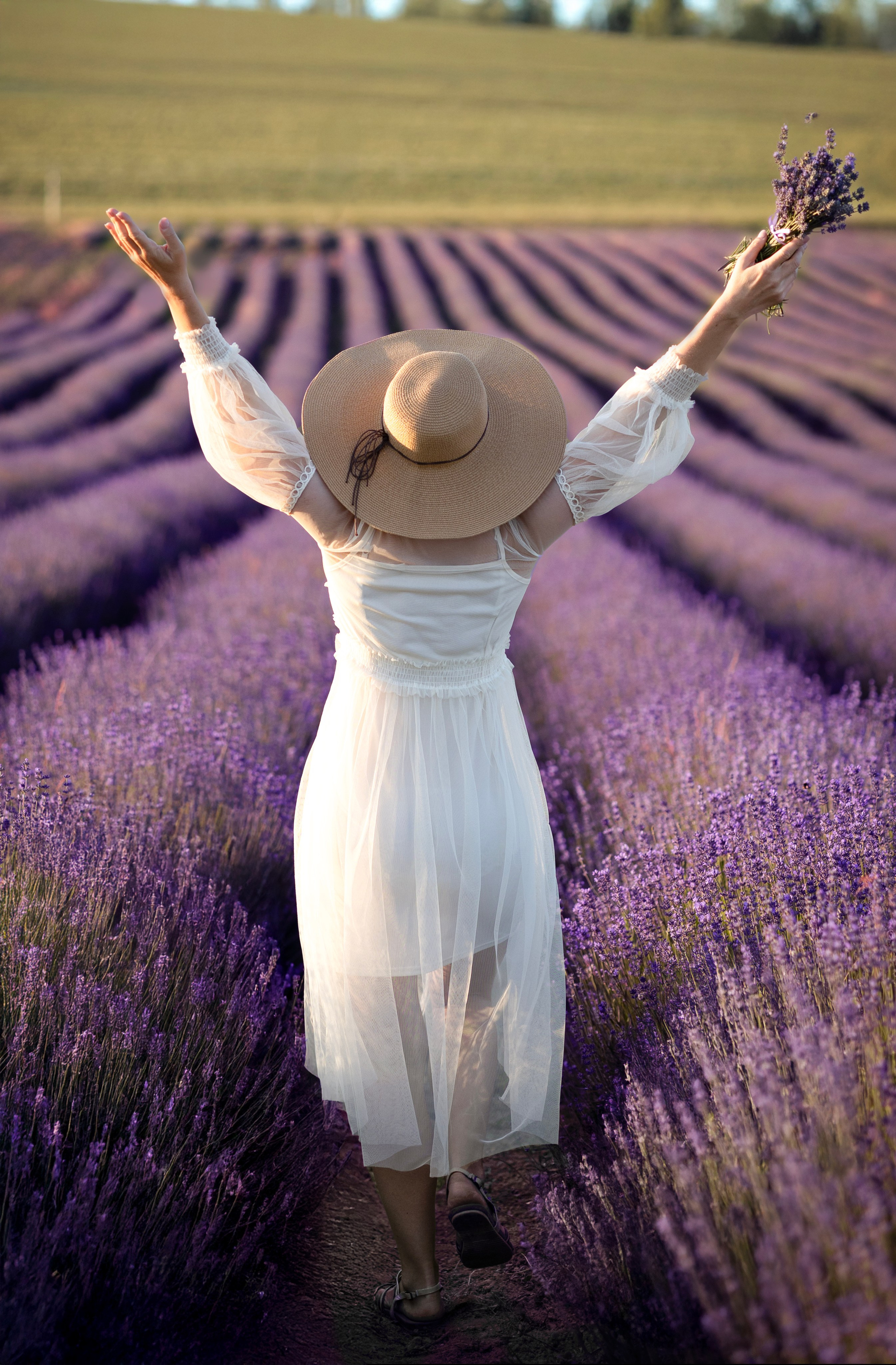Lavendel. Photographer in Munich