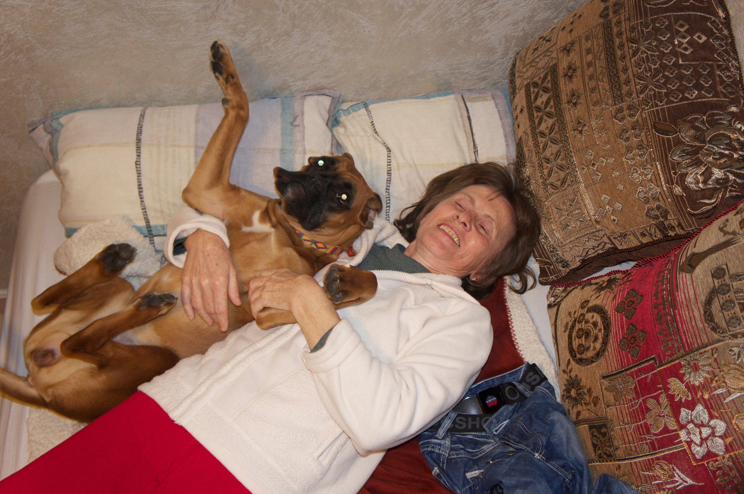 My ״Star״ Boxer Dog