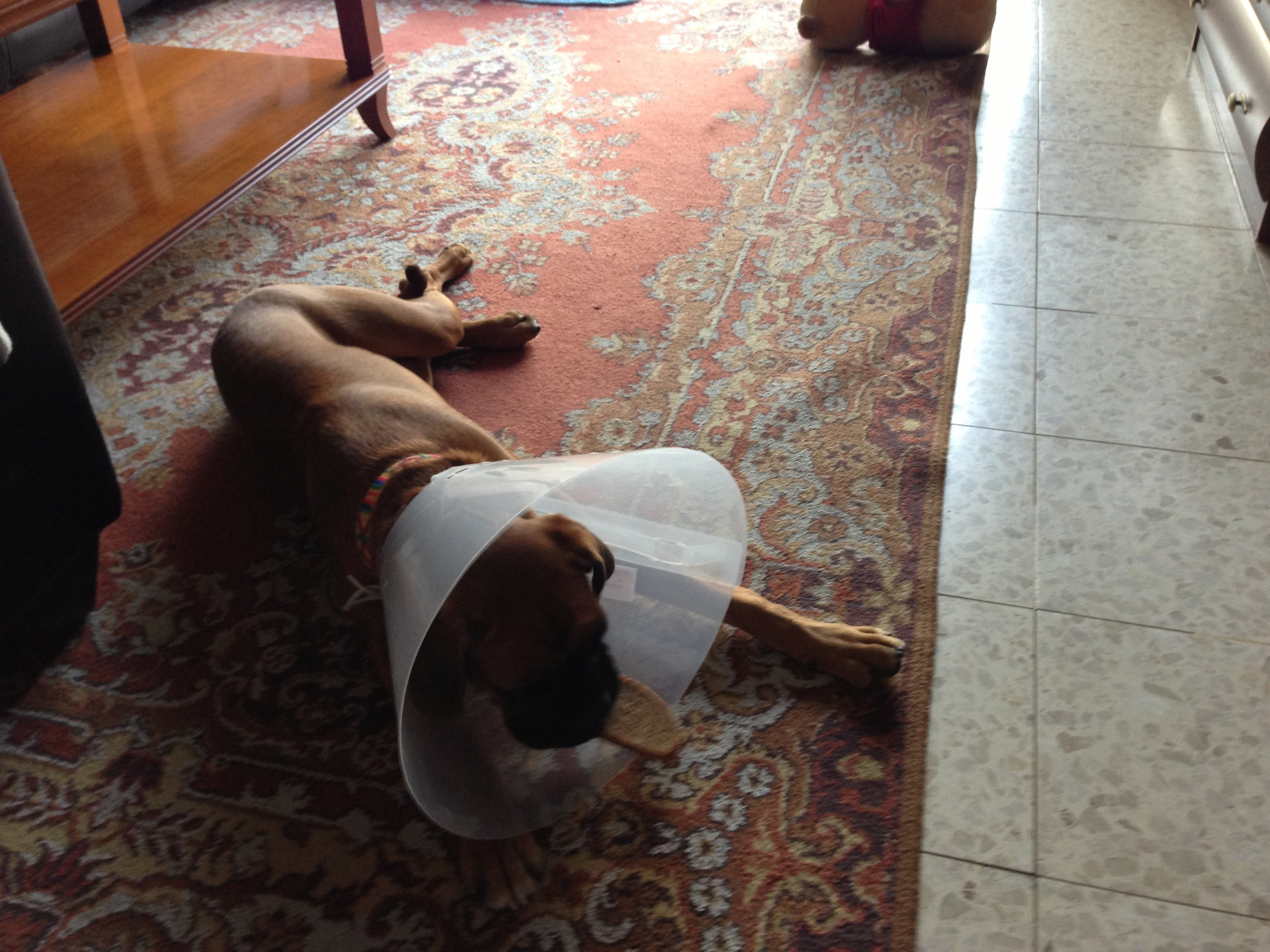 My ״Star״ Boxer Dog