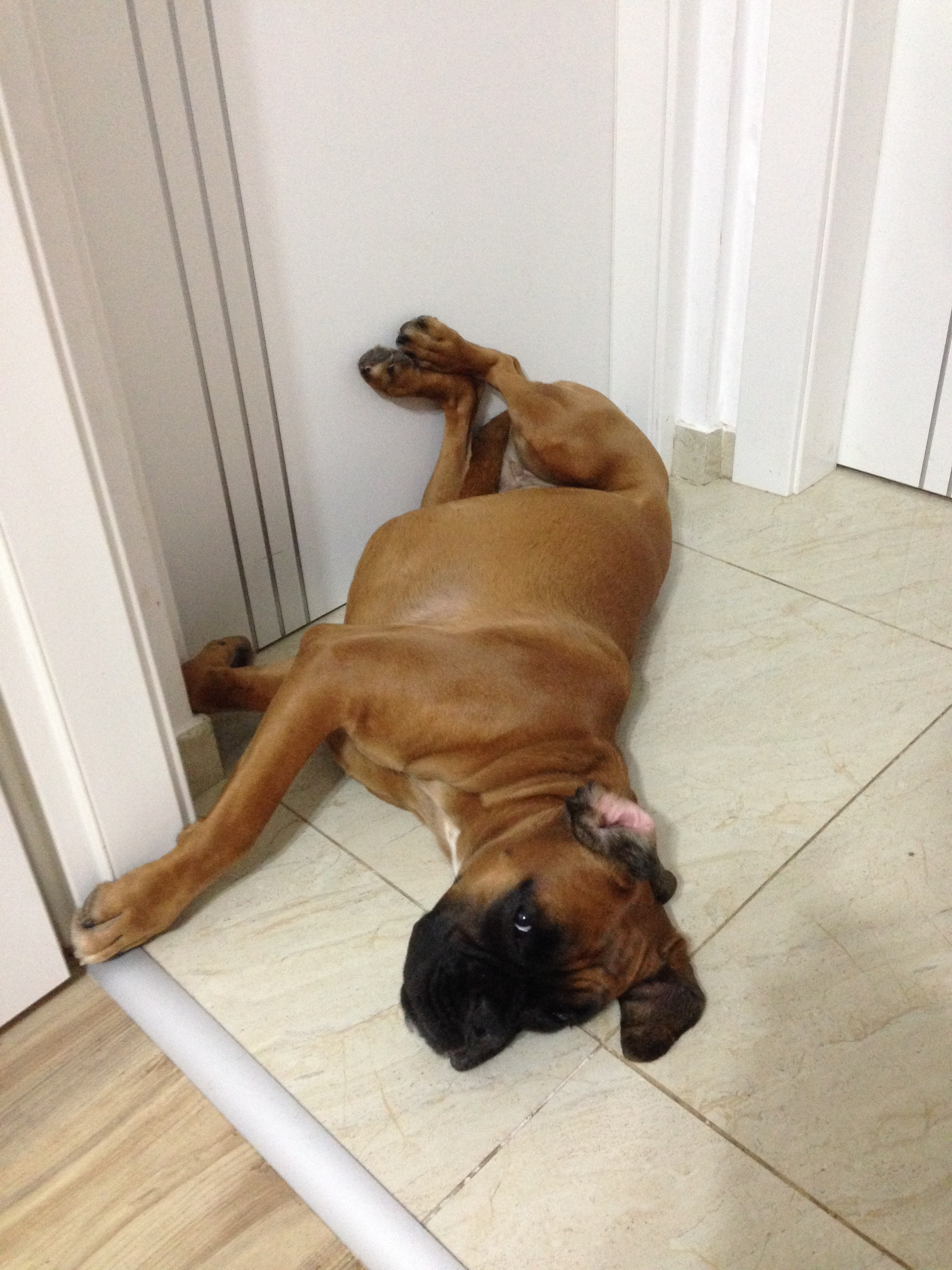 My ״Star״ Boxer Dog