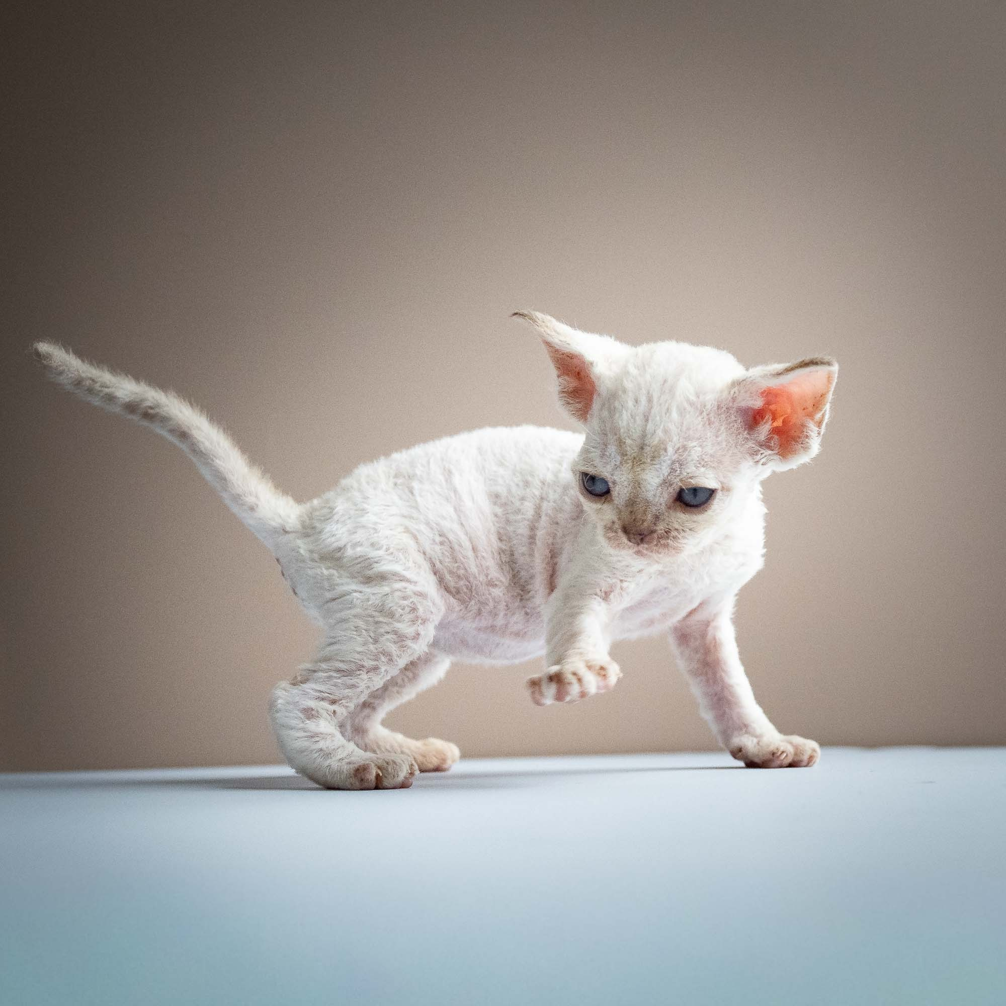 Selena, girl, born 05.08.26. Devon Rex Pixie Cattery