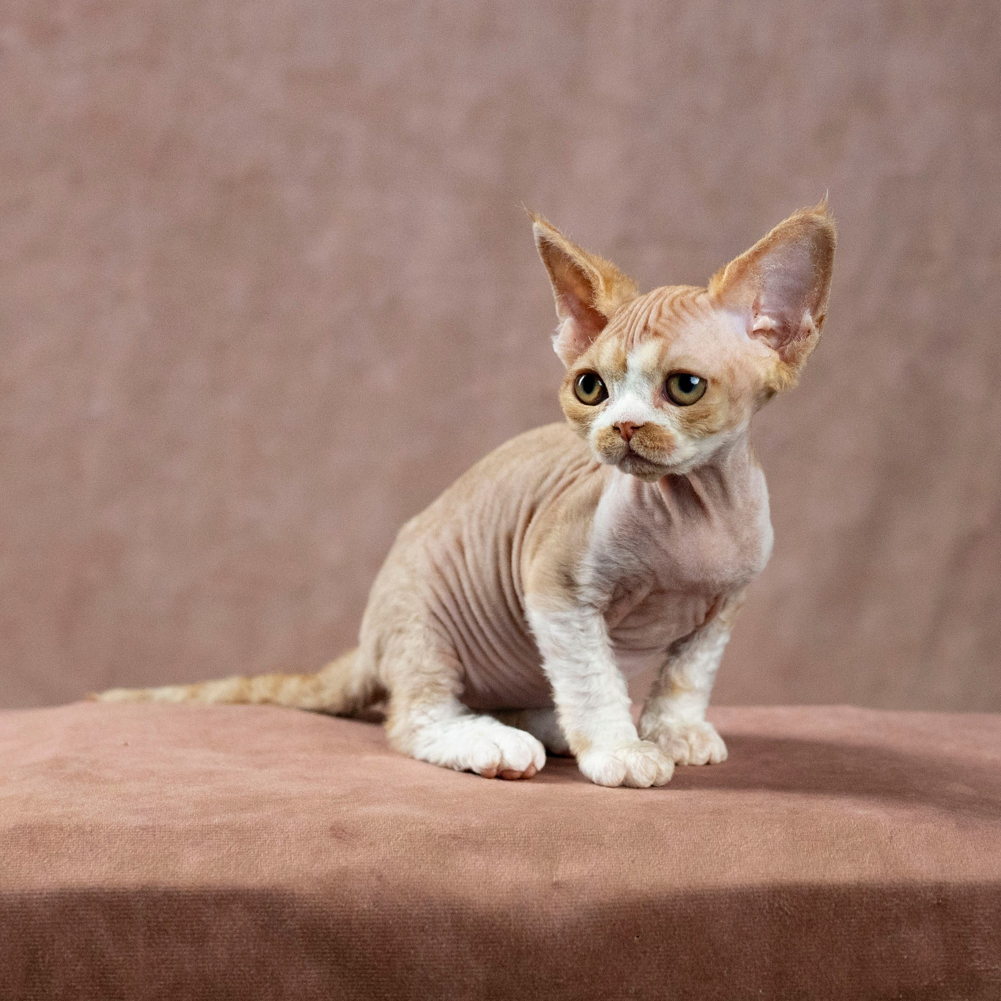 Dobby, boy. Devon Rex Pixie Cattery