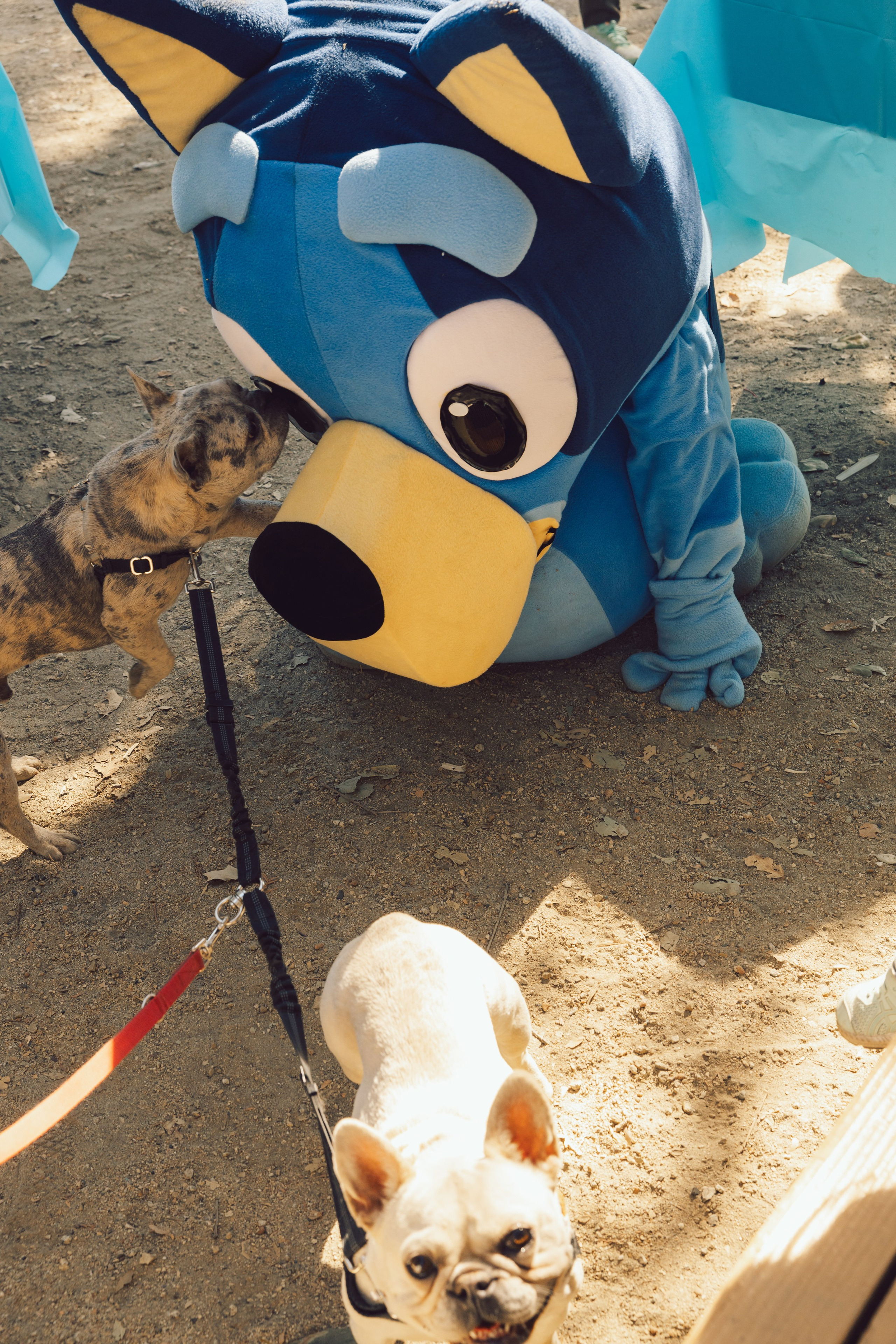 3rd birthday. Family and Event photographer in Bay Area Elena Tiuriumina