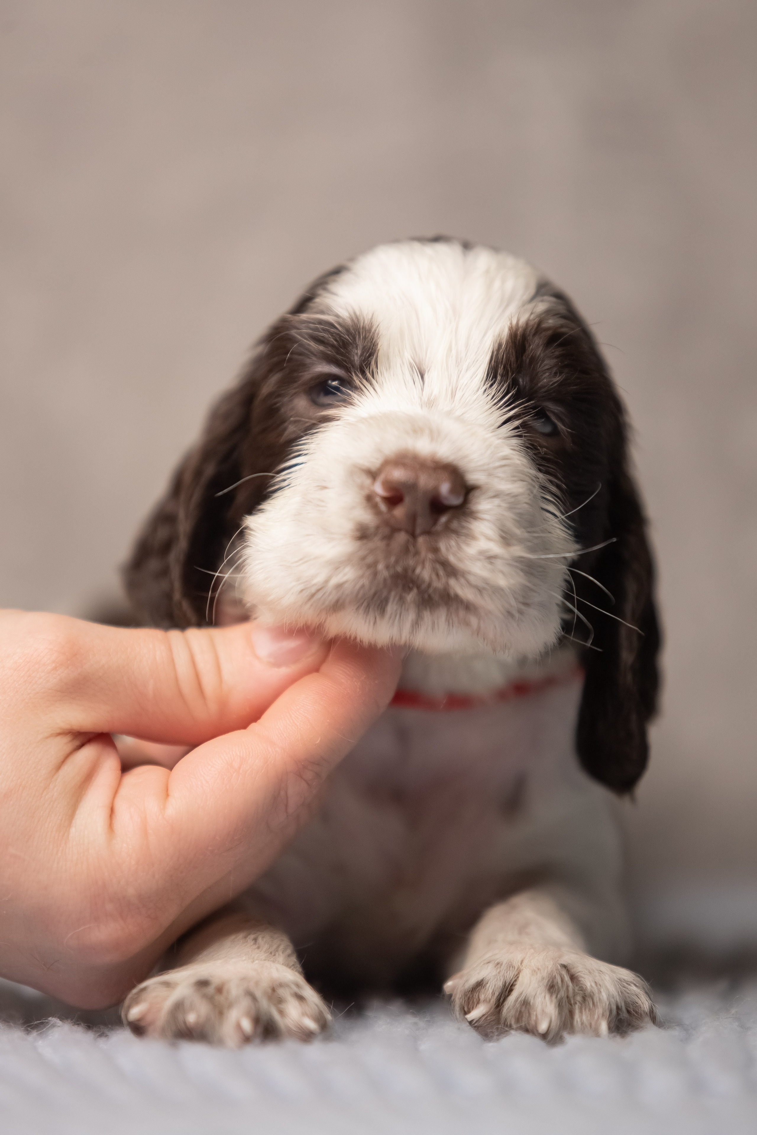 Female — Red collar ❤️. Website of the titled stud dog of the Springer Spaniel breed