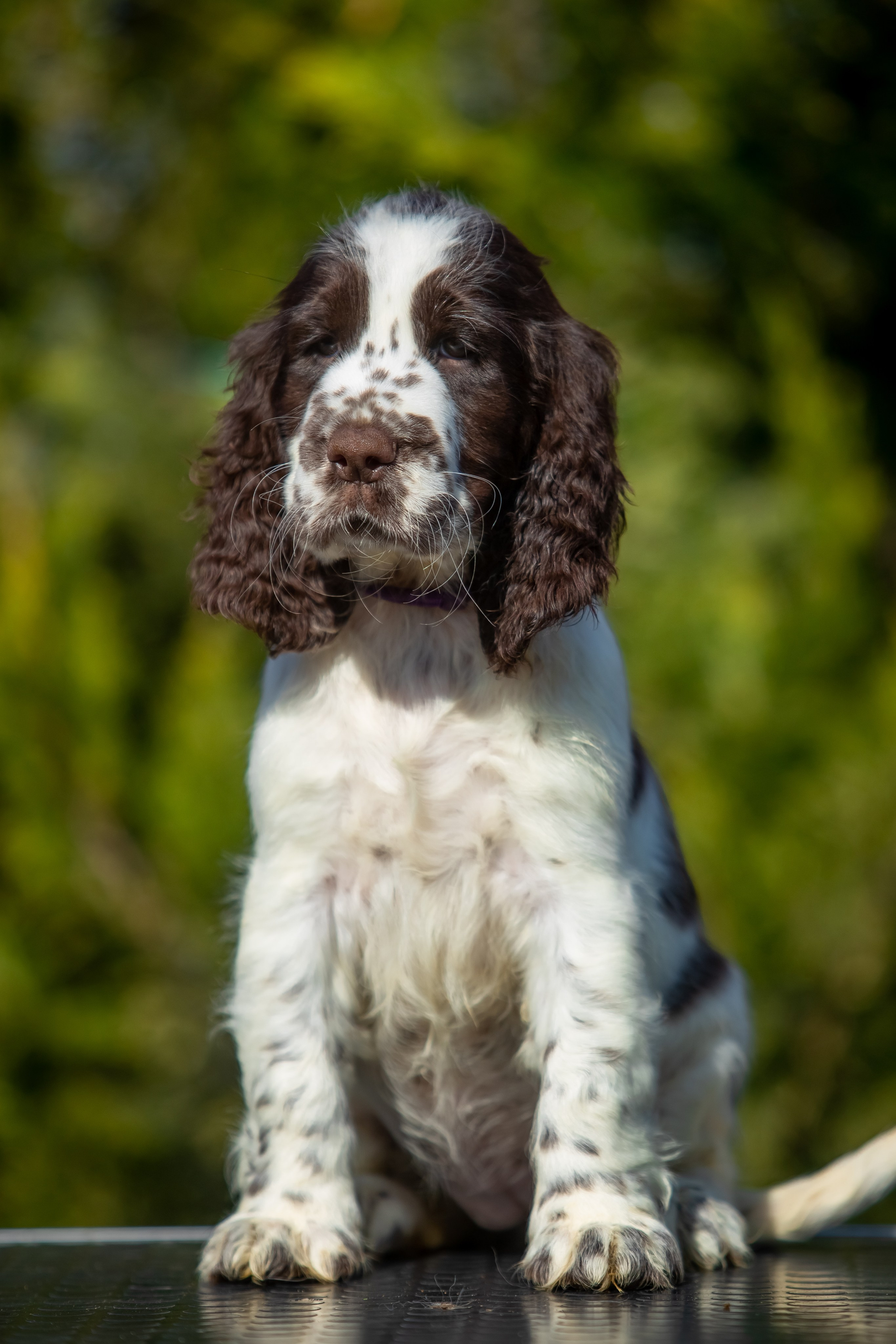 Female — Purple collar💜. Website of the titled stud dog of the Springer Spaniel breed