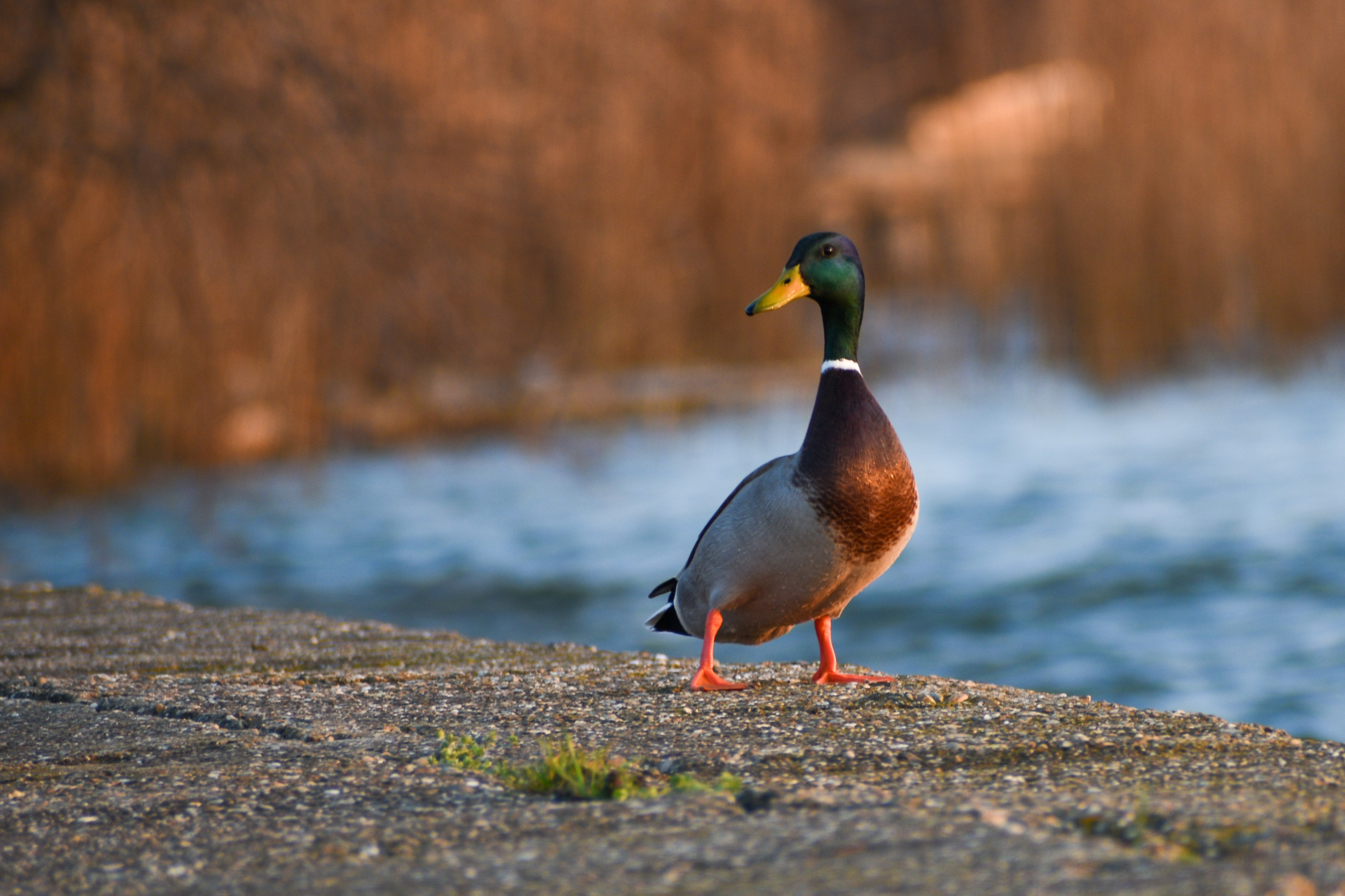 Nature❤️. Adelinne