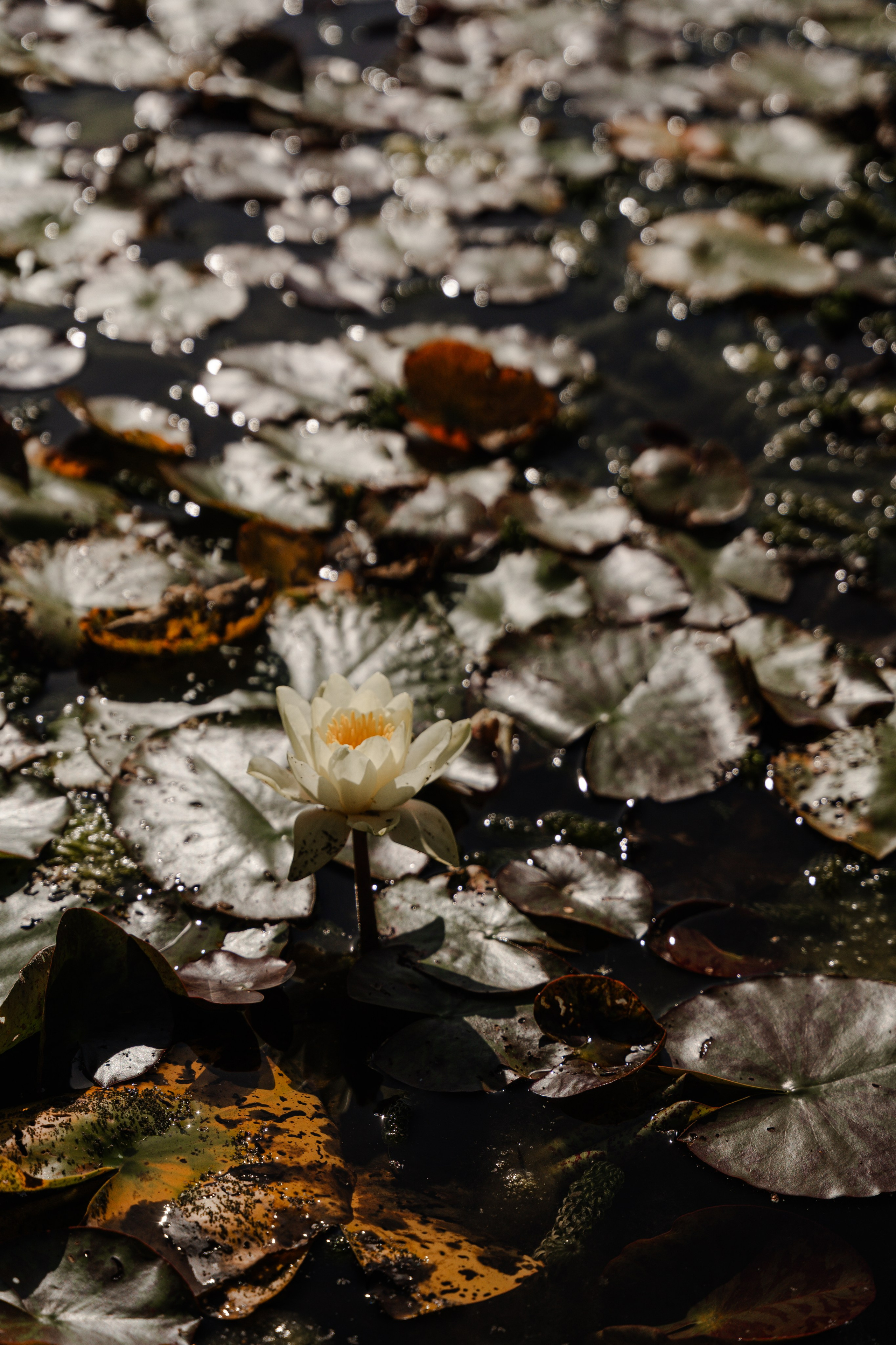 Ferdinando&Bohdana. Tonya Kyrylenko photographer in London