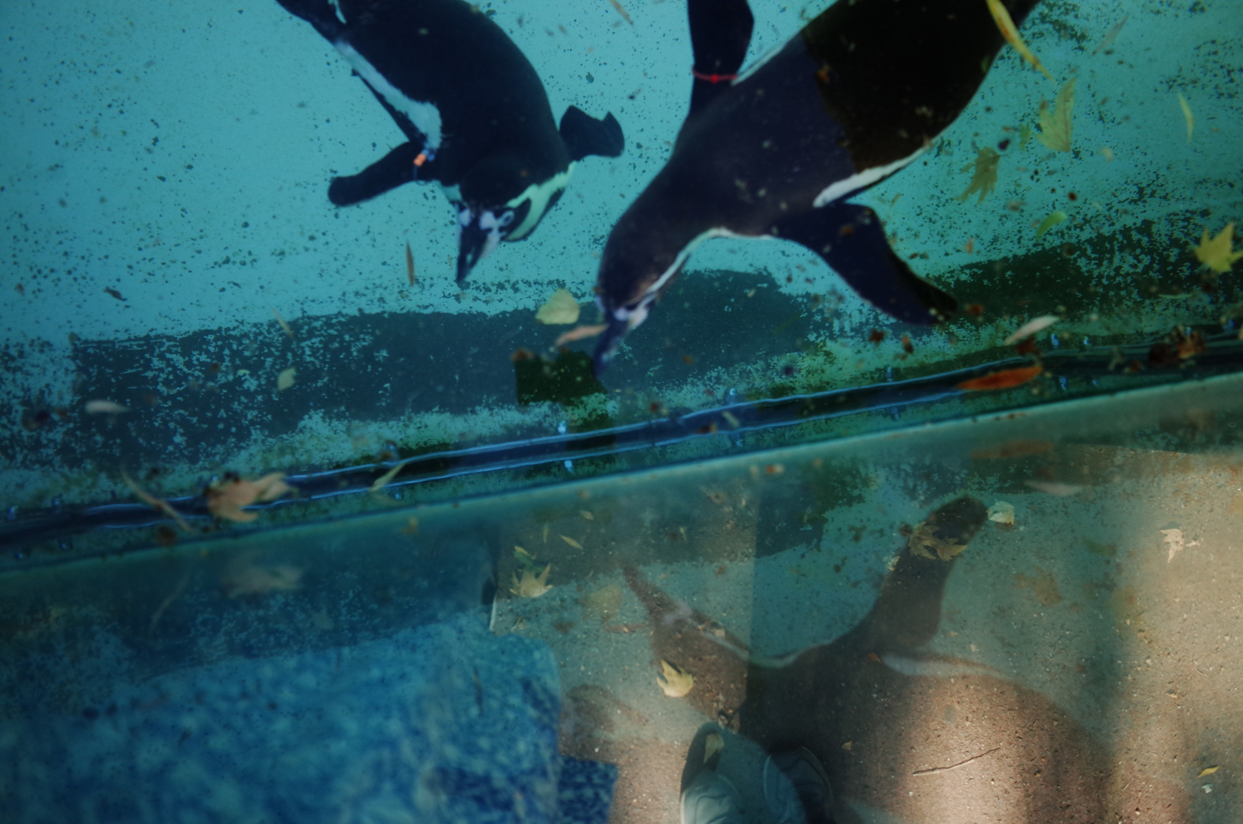 Little penguins. London zoo. Victoria Dini Photography