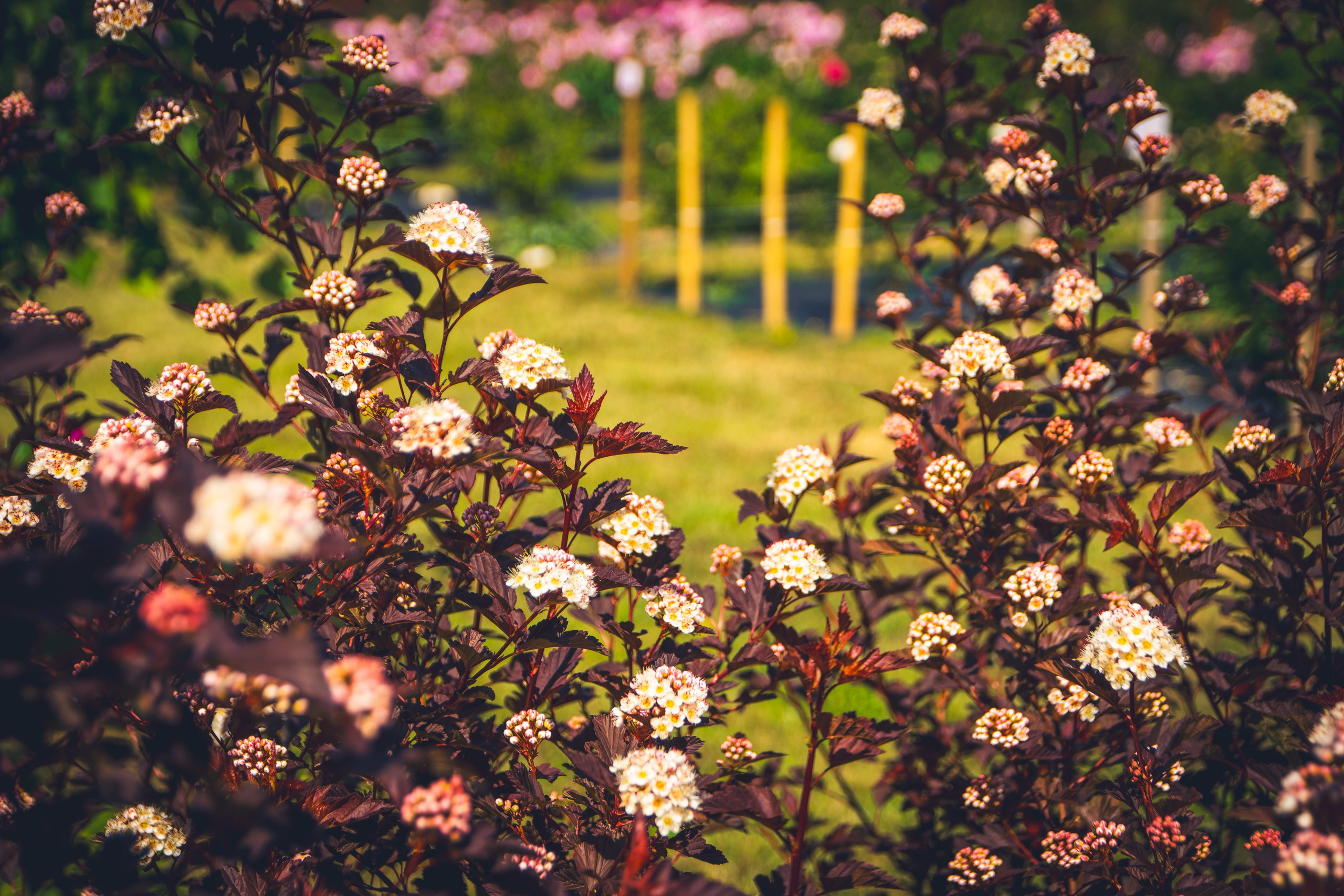 Saarema, reis. Nebula 25 — Fotod teie hingele