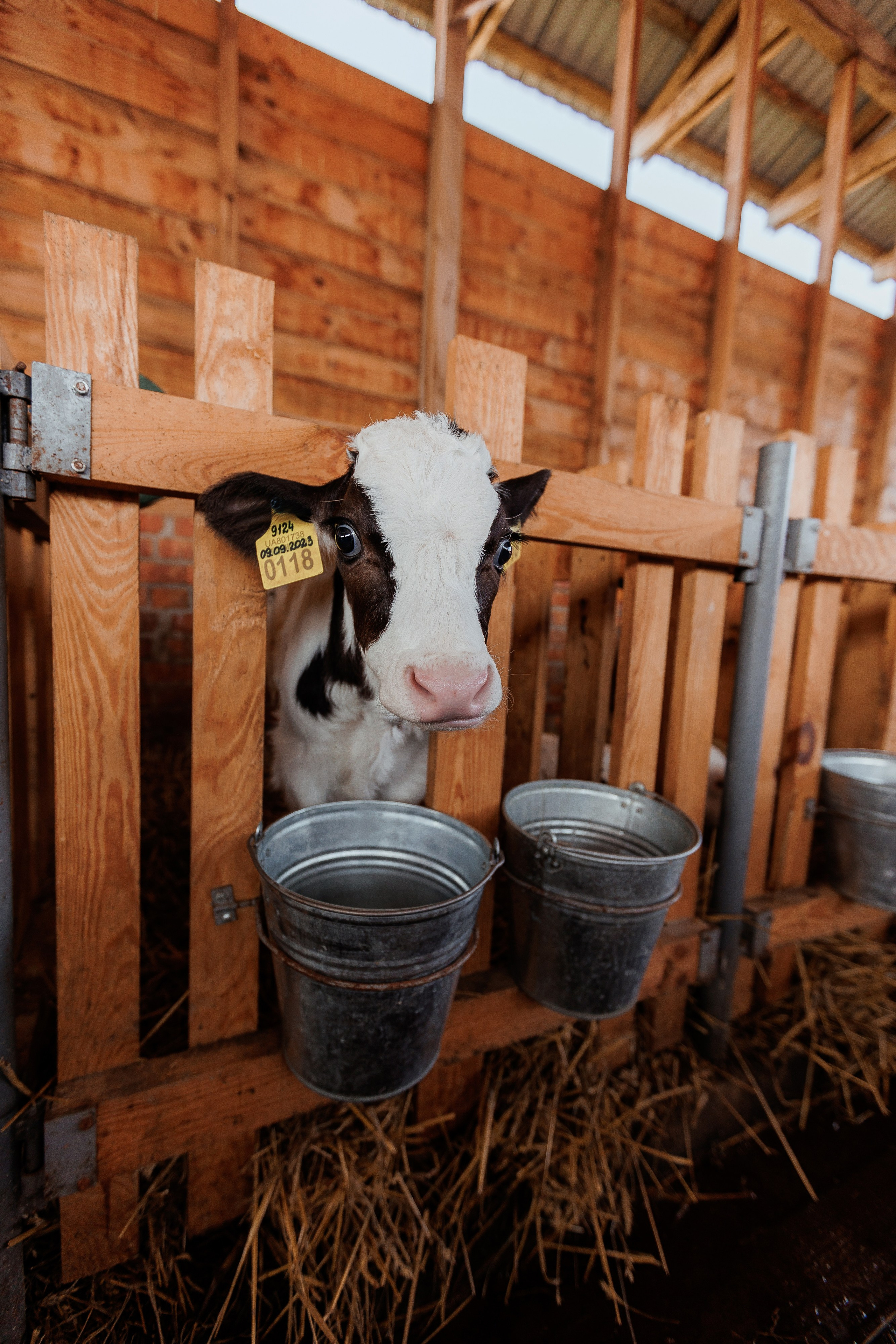 Екопарк Аміла. Ірина Терещук