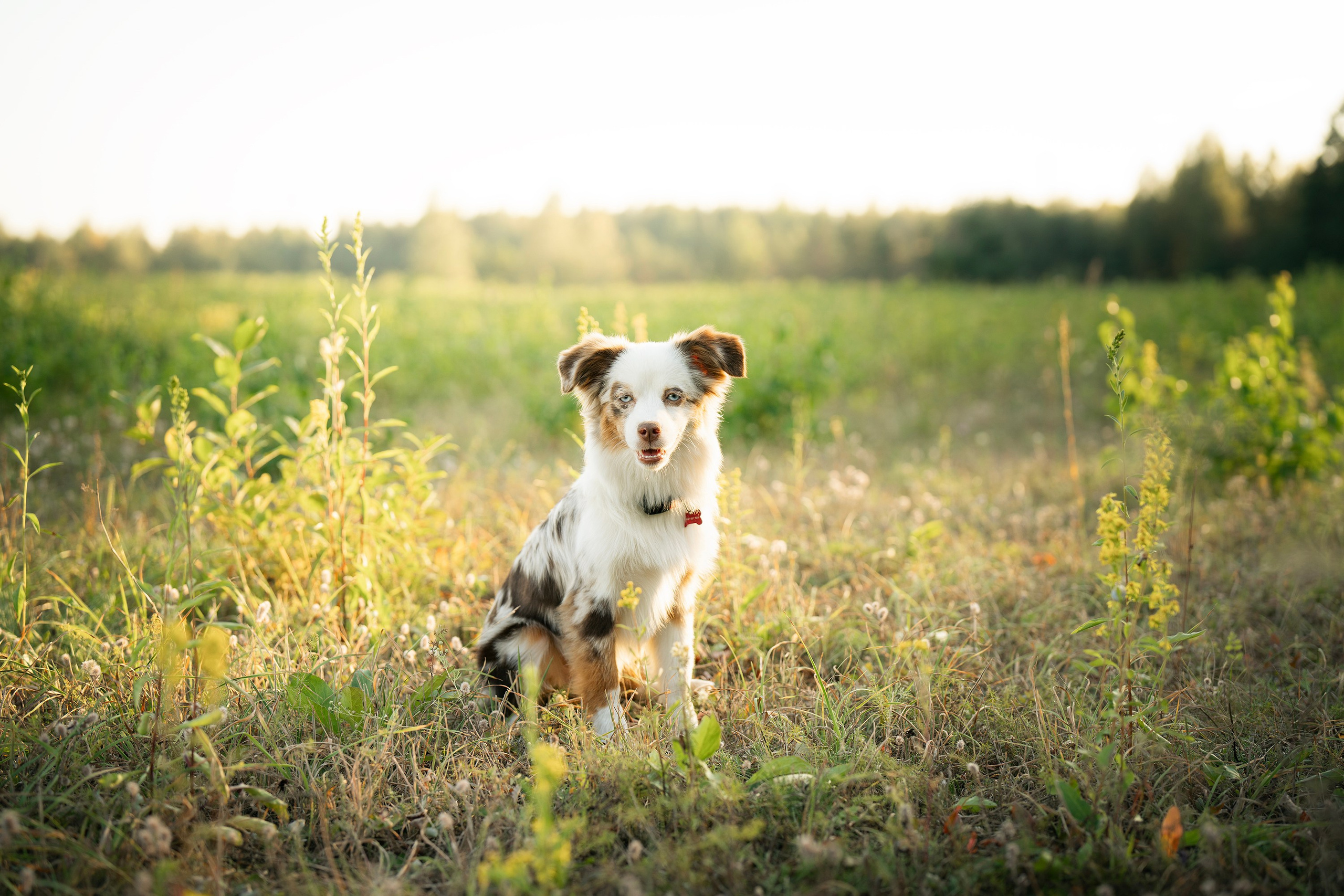 Elenos ir jos šuns Yummi fotosesija gamtoje Vilniuje. Vita Klimaševska ○ Fluffy Soulmate Photography