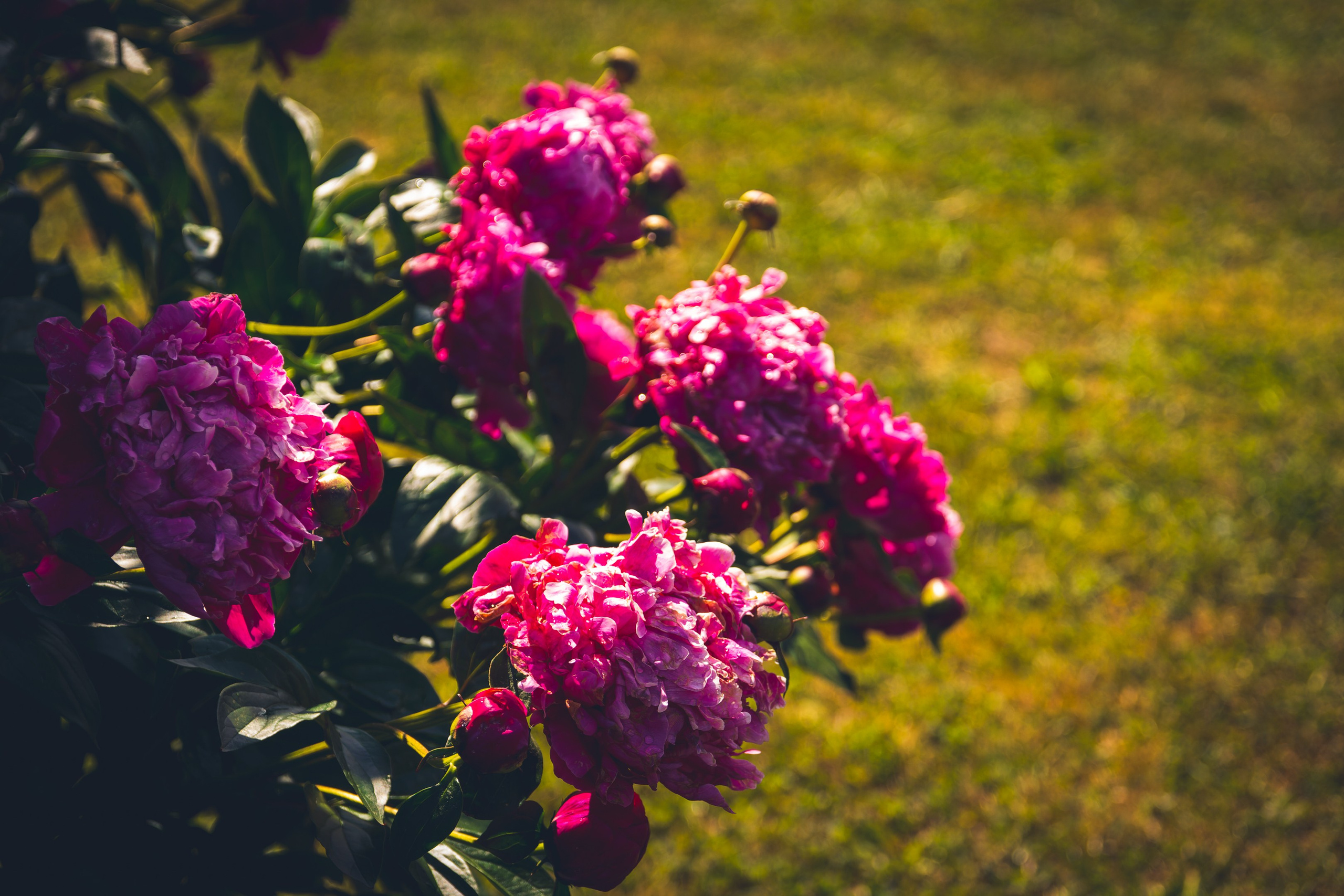 Saarema, reis. Nebula 25 — Fotod teie hingele