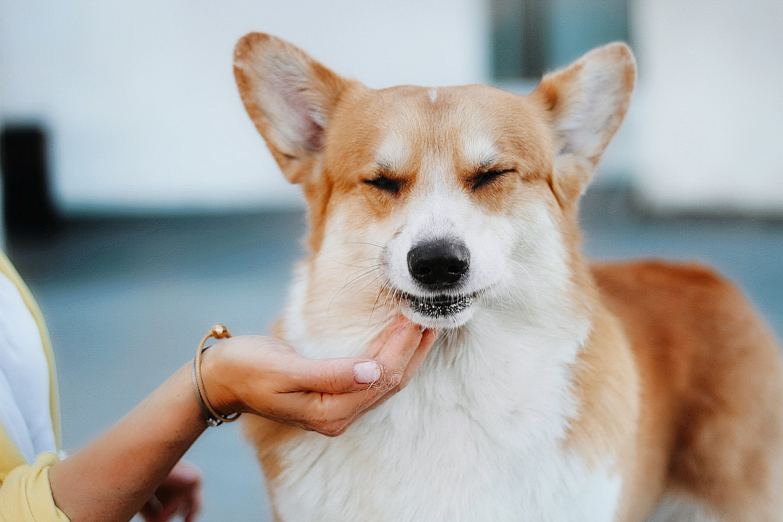 Порт анімал общ. Репортажний фотограф/анімаліст КИЇВ