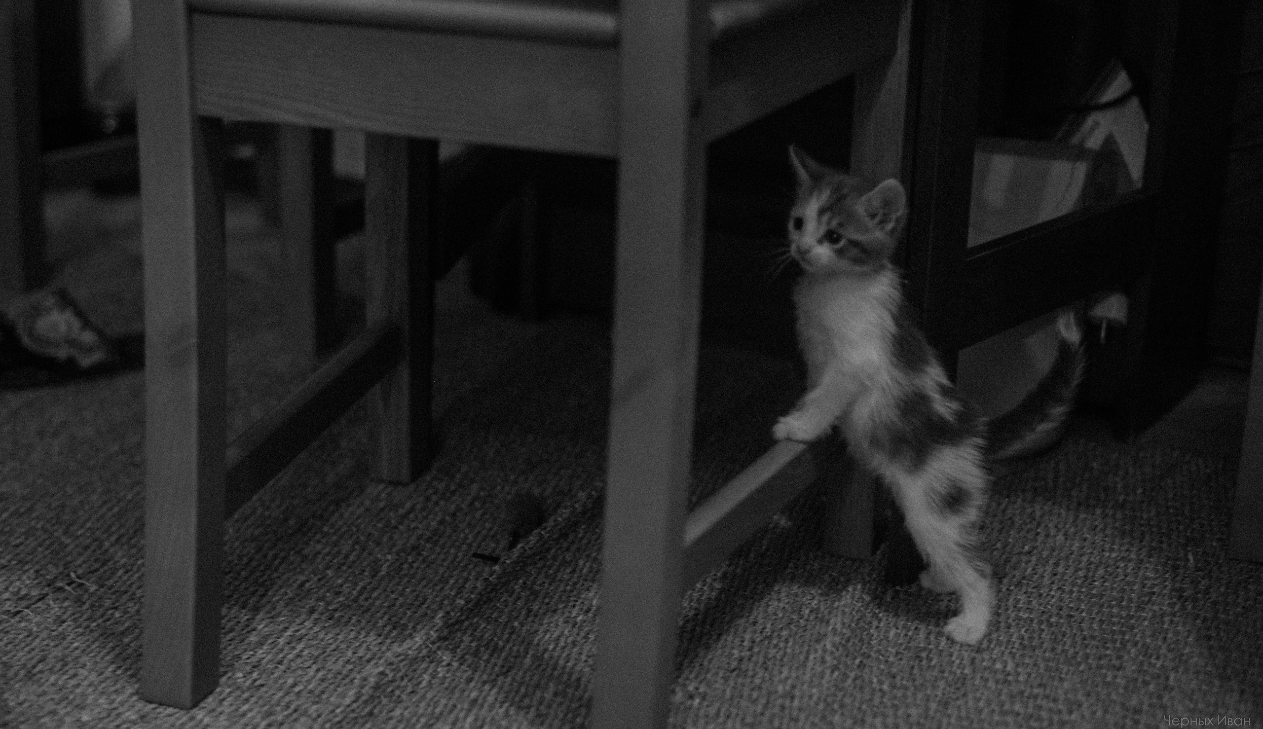 Кот шпедингера. Стрит-фотография, полная абсурда, идиотизма и красоты