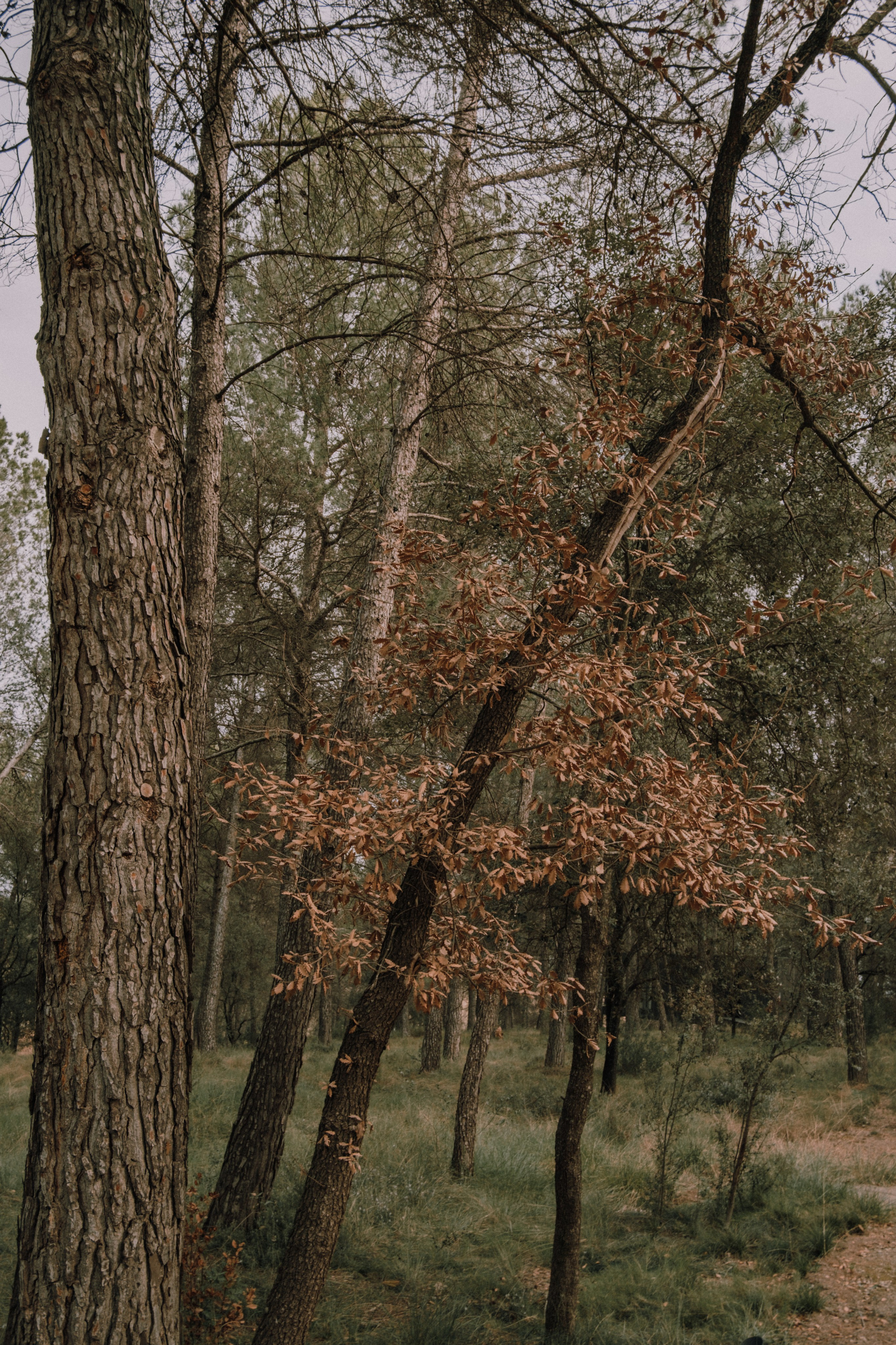 Sesión familiar en el bosque. Fotografía profesional en Calafell - Elena Medvedeva