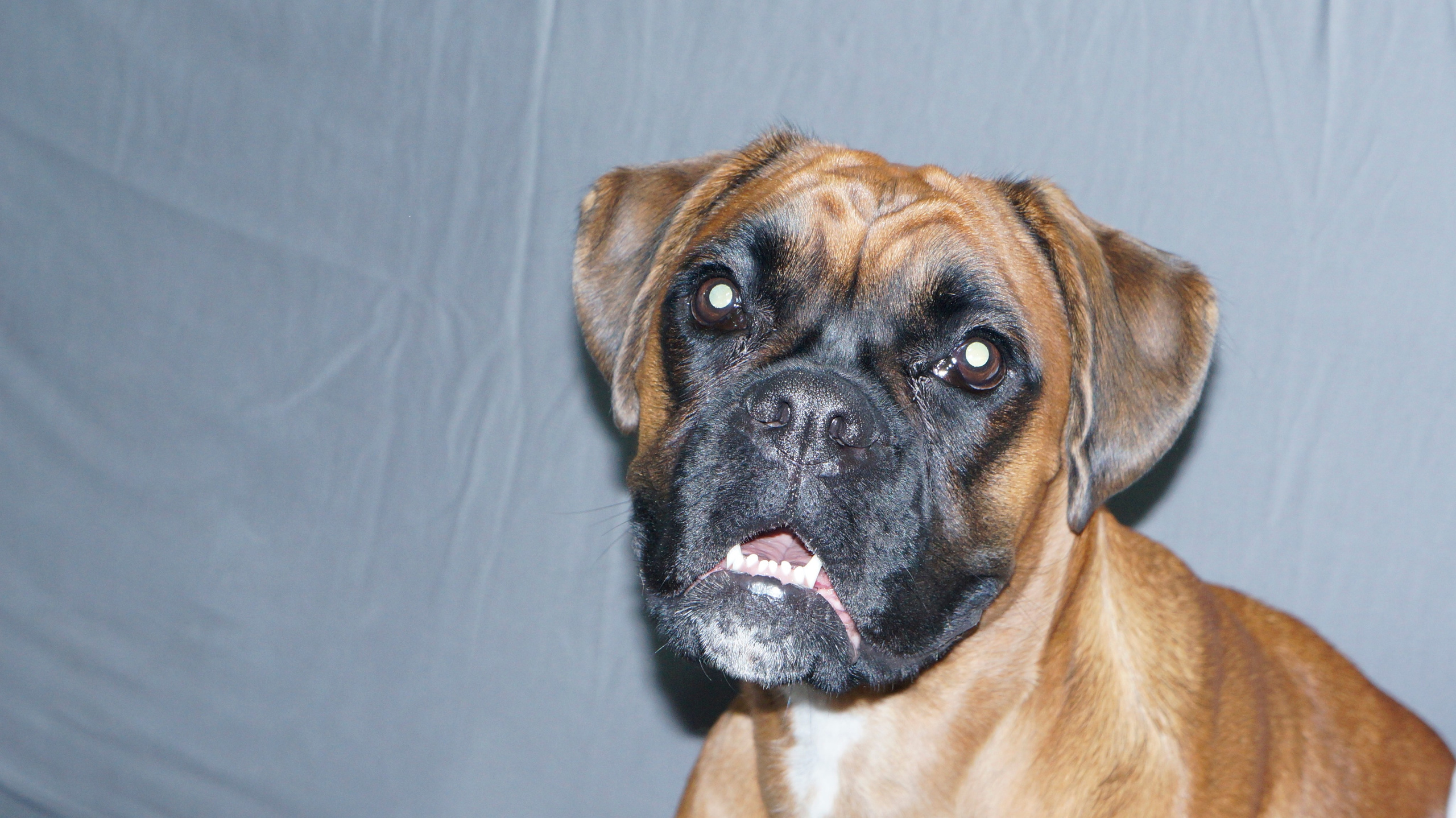 My ״Star״ Boxer Dog