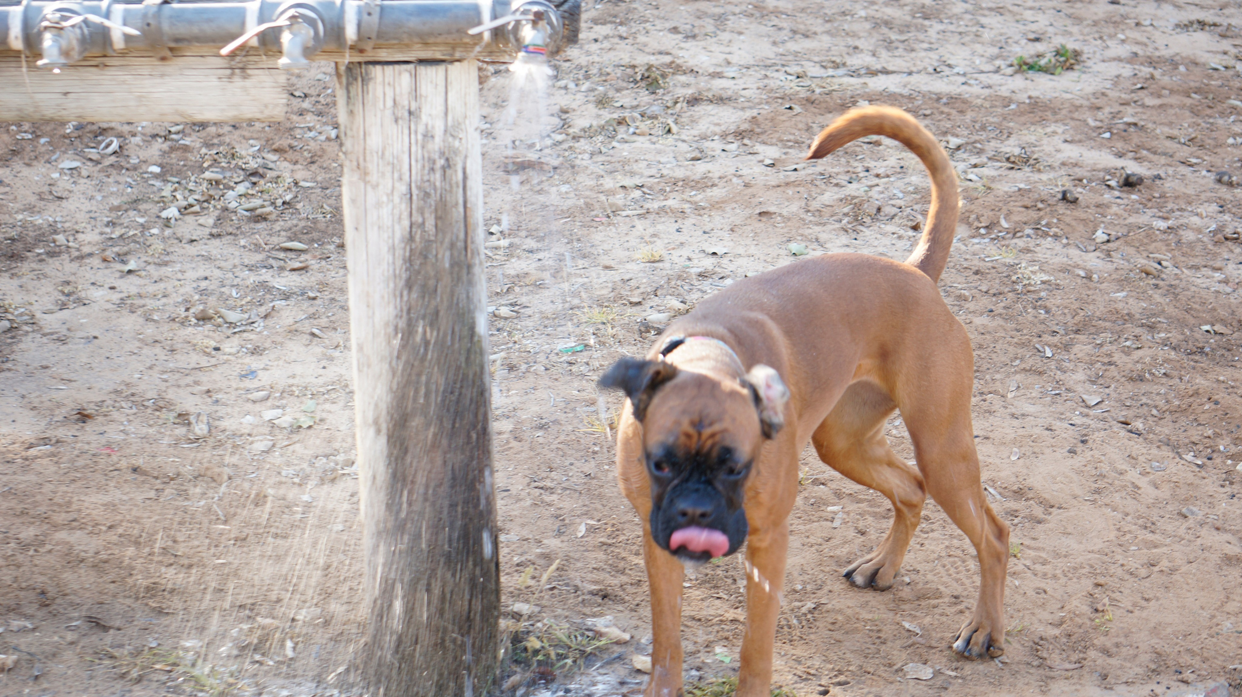My ״Star״ Boxer Dog