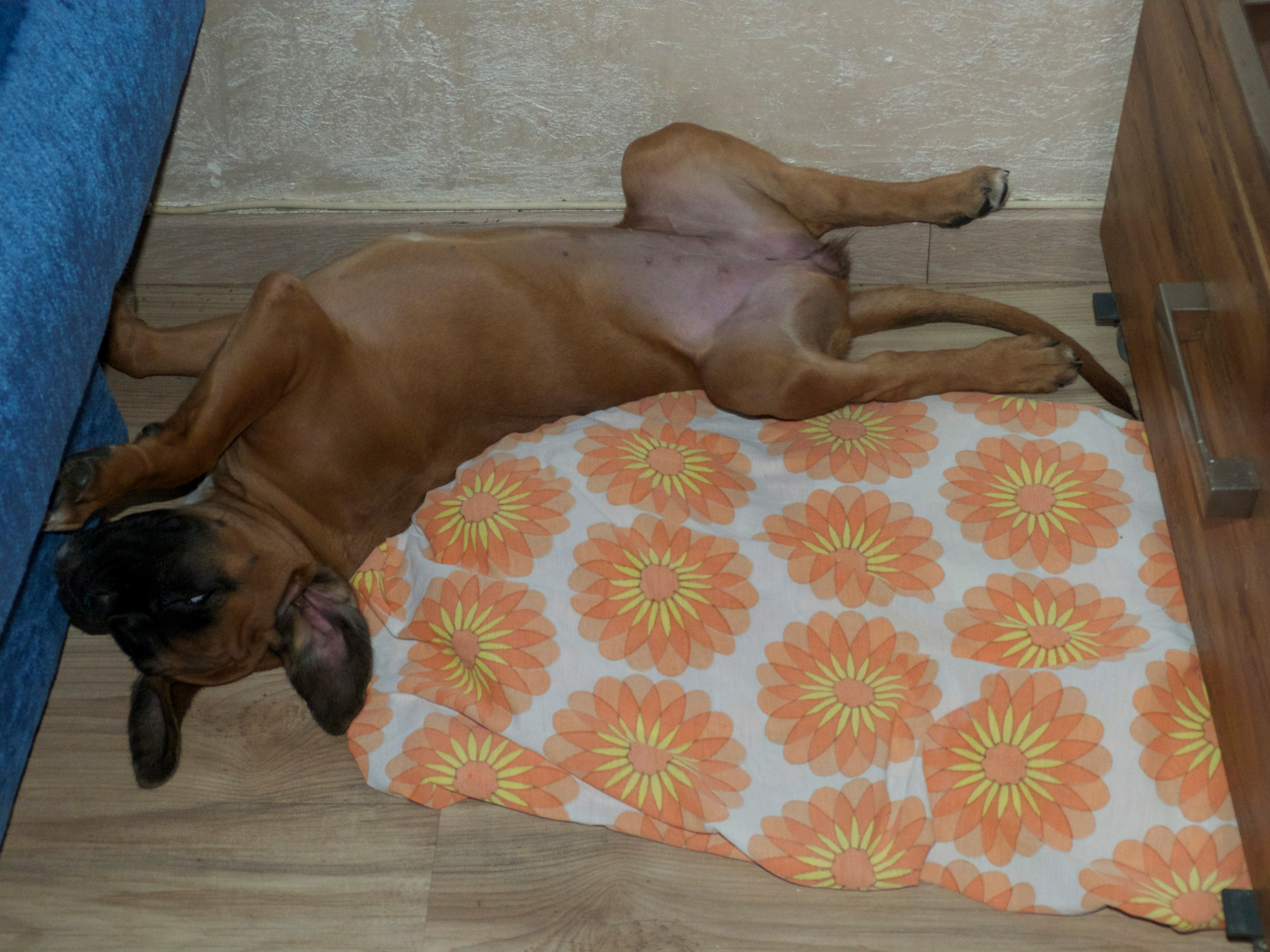 My ״Star״ Boxer Dog