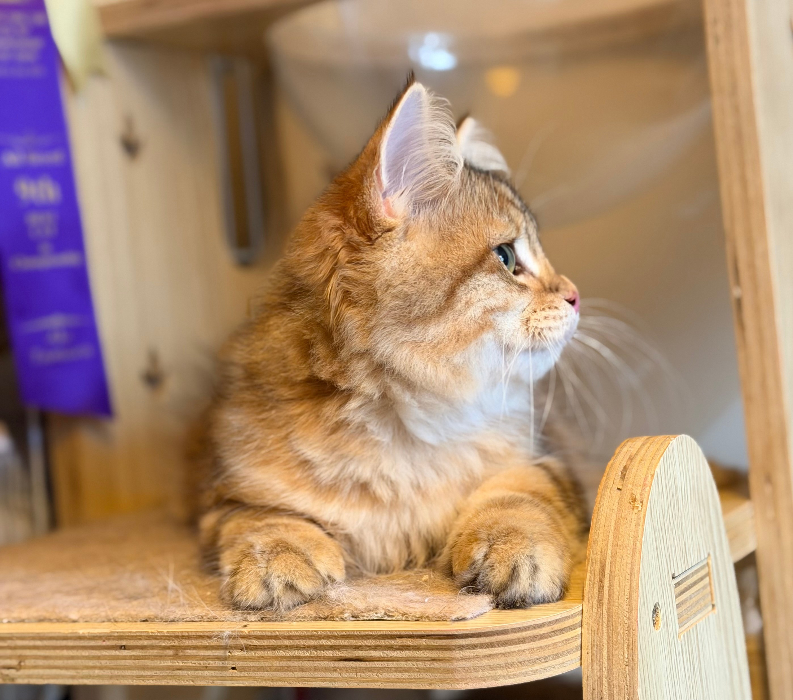 Available Finely Golden Tabby Male