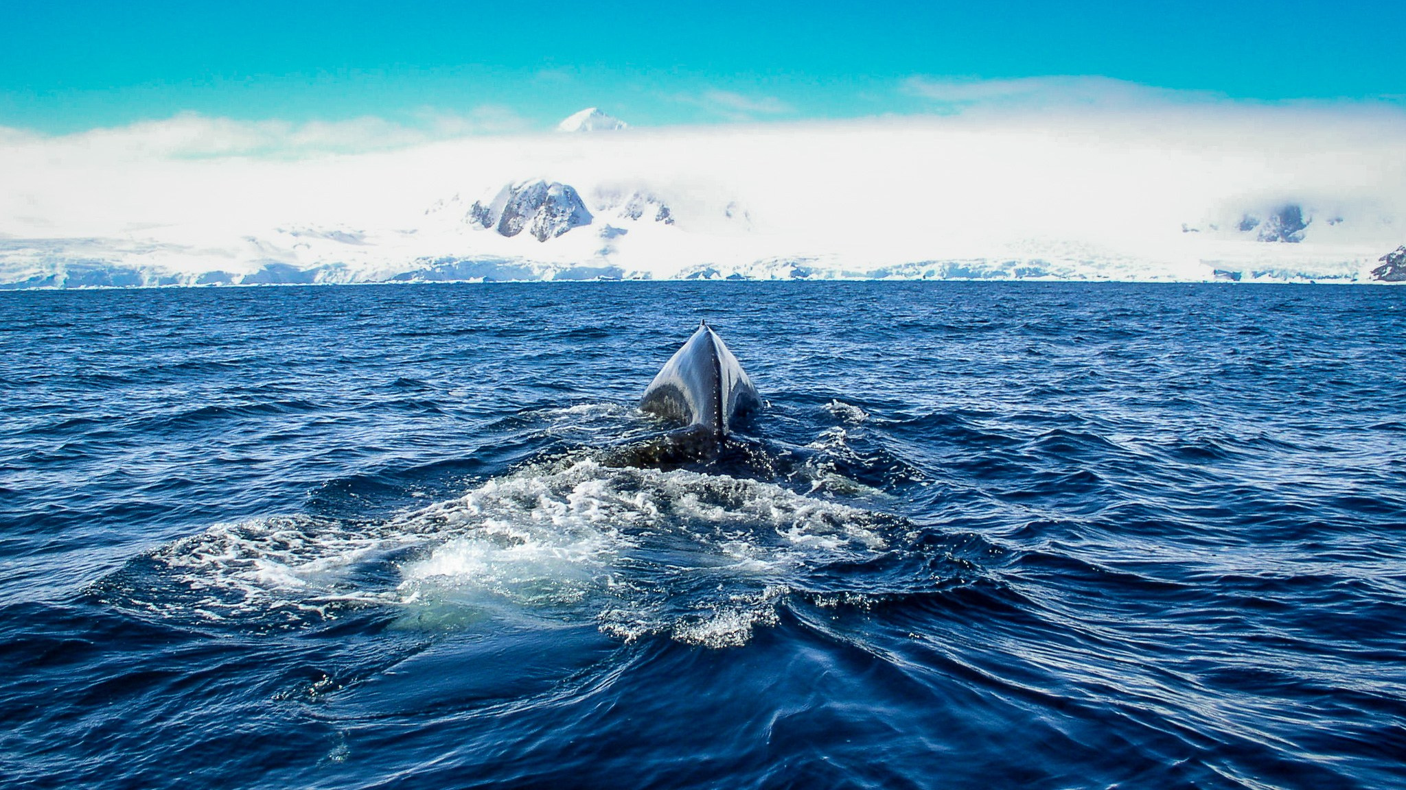 ANTARCTICA / 2004. Reportage concert portrait photography in the San Francisco Bay Area