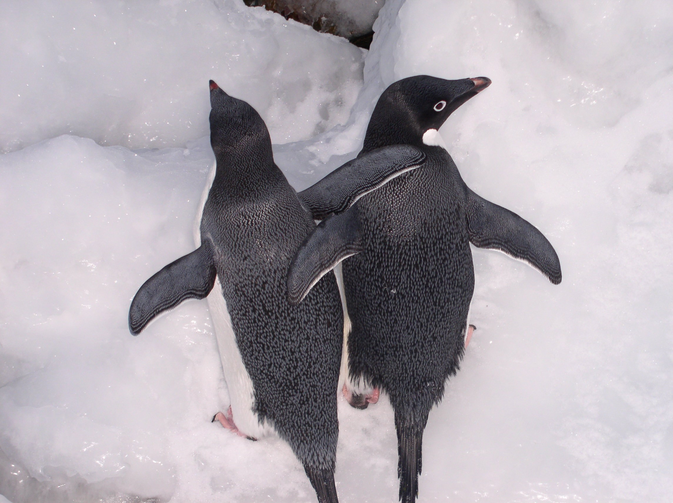 ANTARCTICA. Reportage concert portrait photography in the San Francisco Bay Area