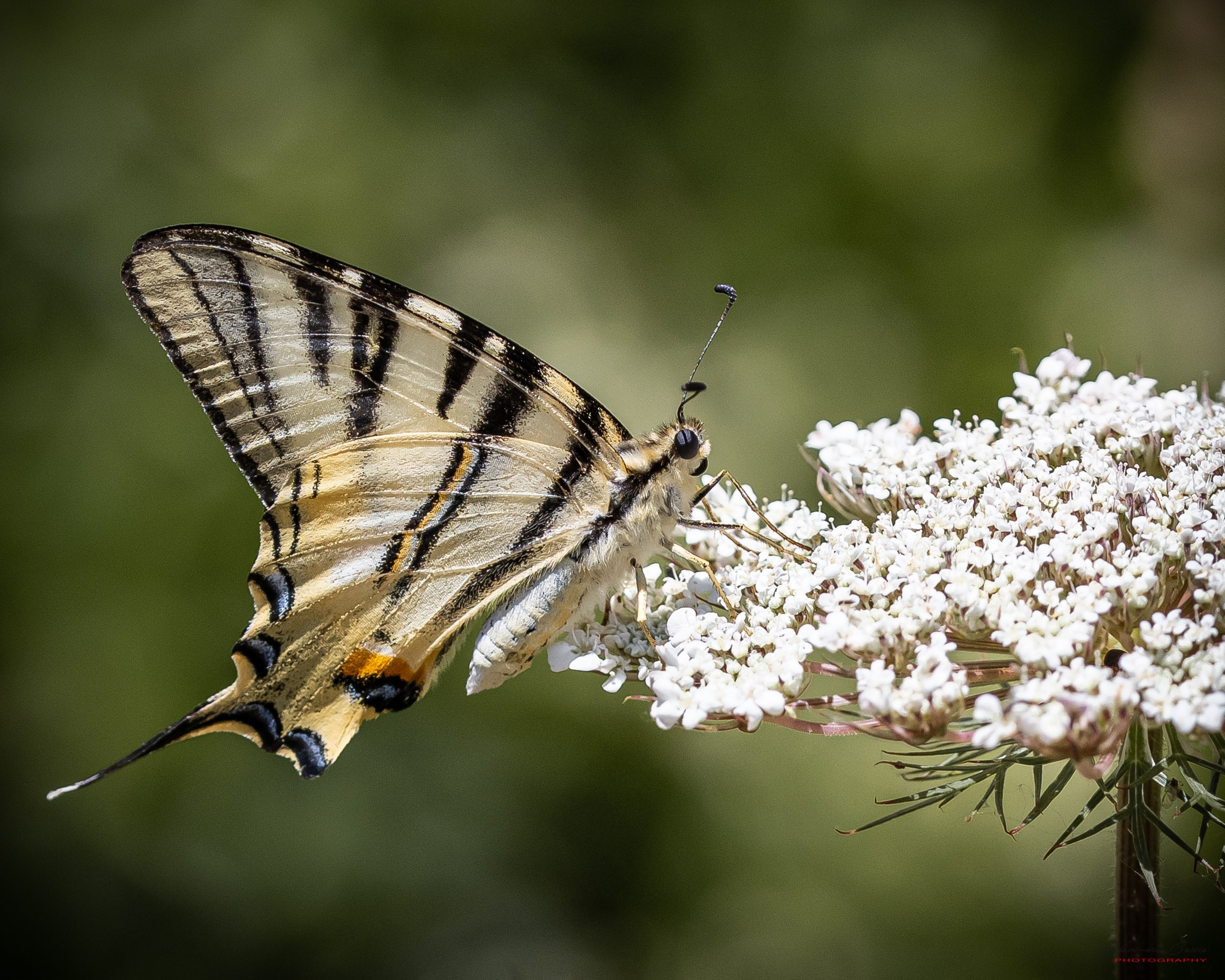 “Gianmaria Coscia fotografo per passione”