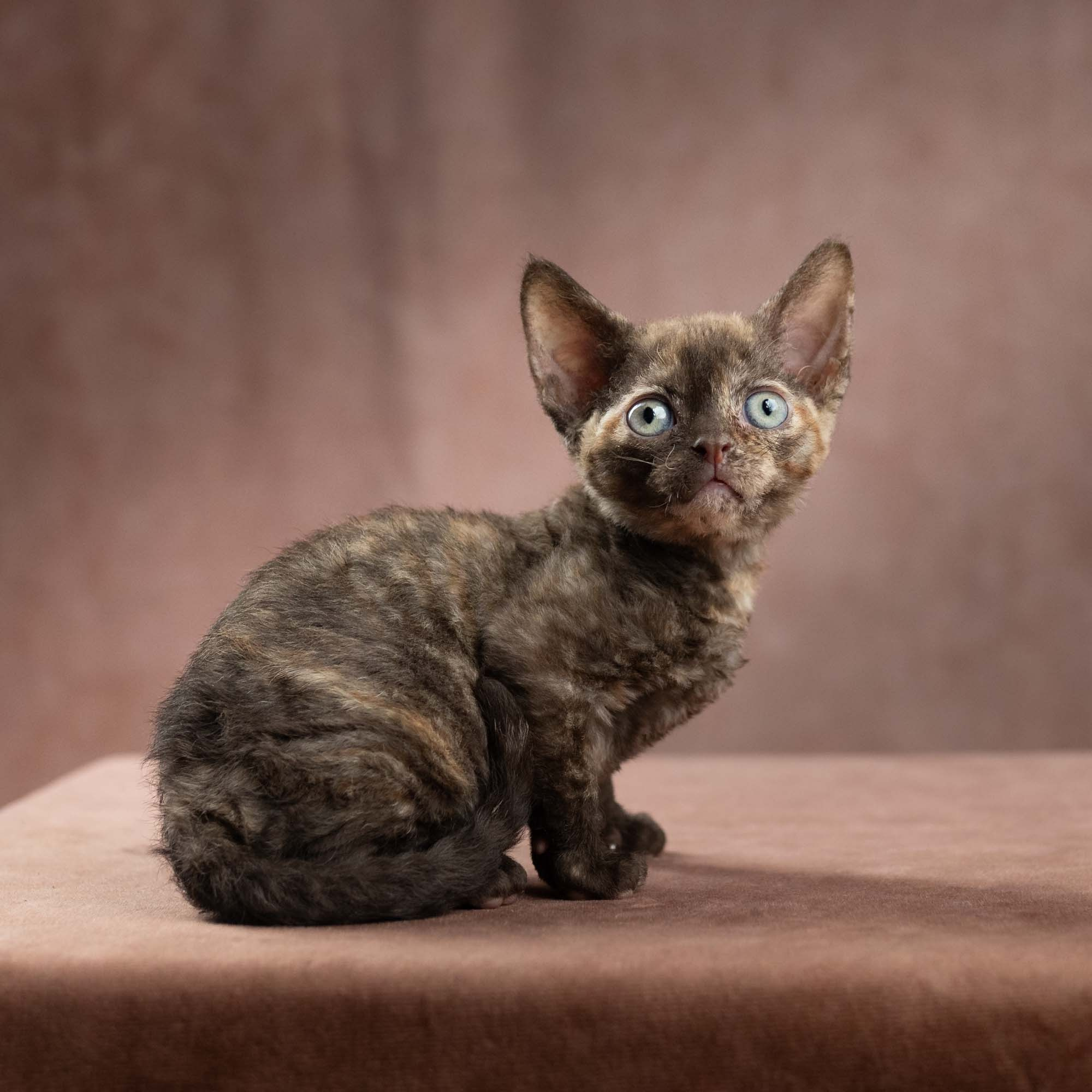 Dory, girl, born on 06.06.24 SOLD. Devon Rex Pixie Cattery