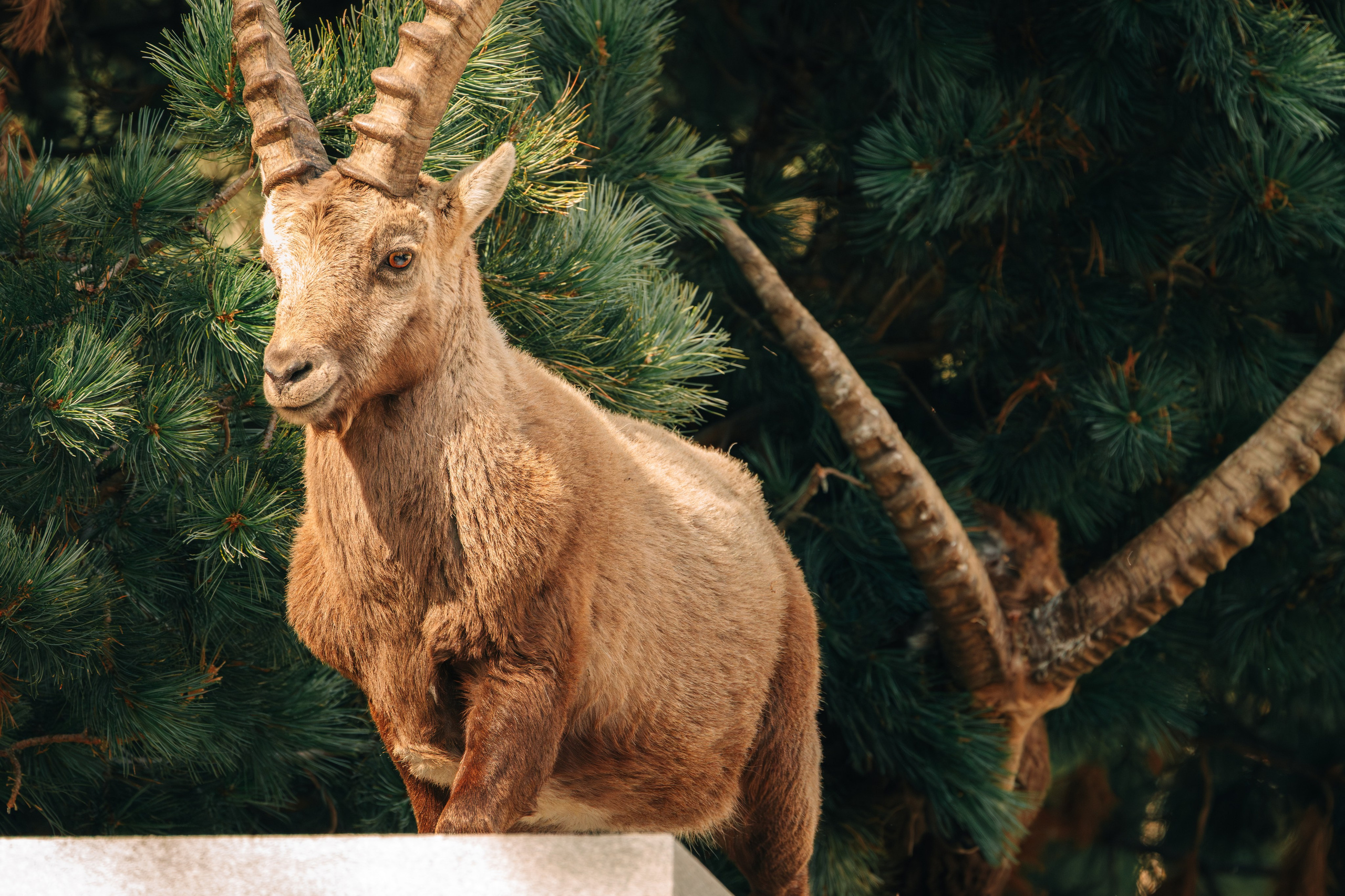 Capricorns in Pontresina. Lutsenko Visuals — Photography & Visual Content