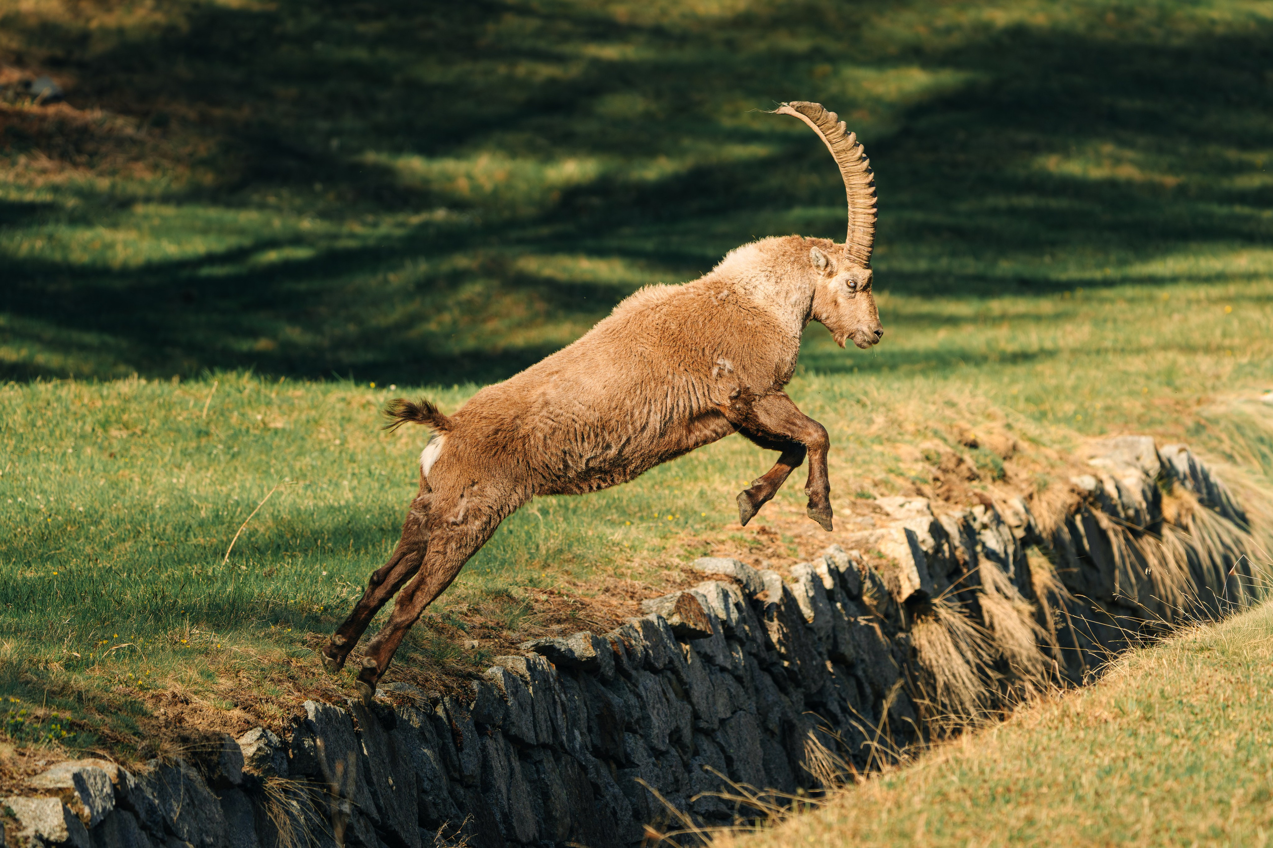Capricorns in Pontresina. Lutsenko Visuals — Photography & Visual Content