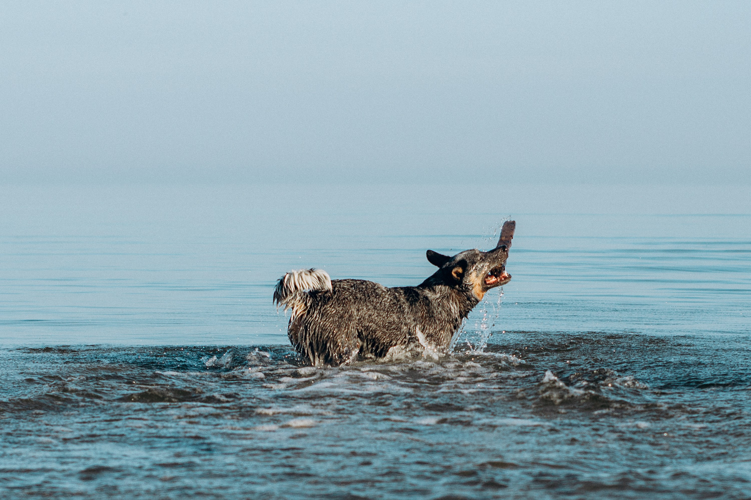 Dakota, Australian Cattle Dog. Kat Laisaar — Pet photographer in Tallinn