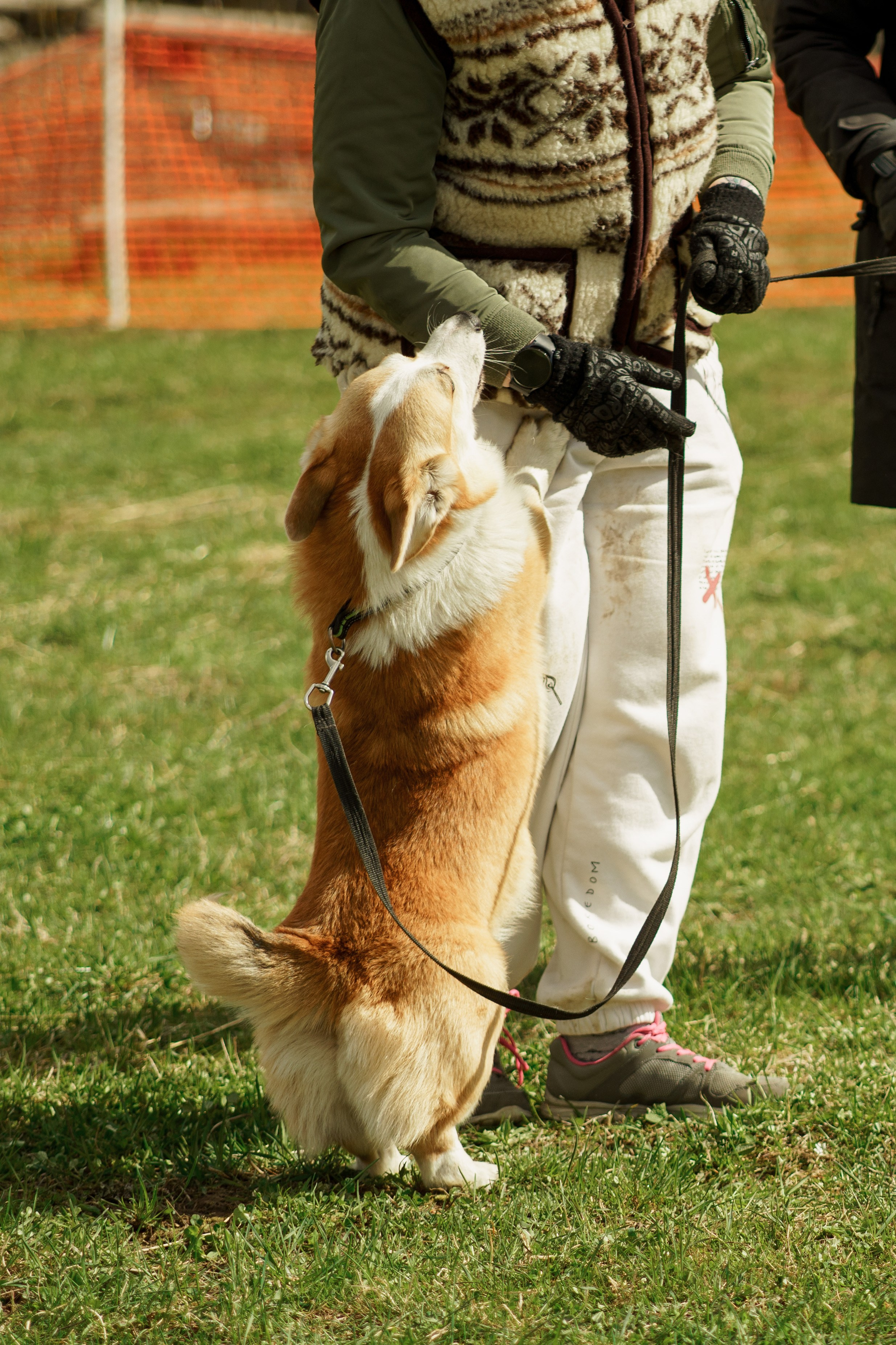 Herding Days, 26 apr. 2025. Kat Laisaar — Pet photographer in Tallinn