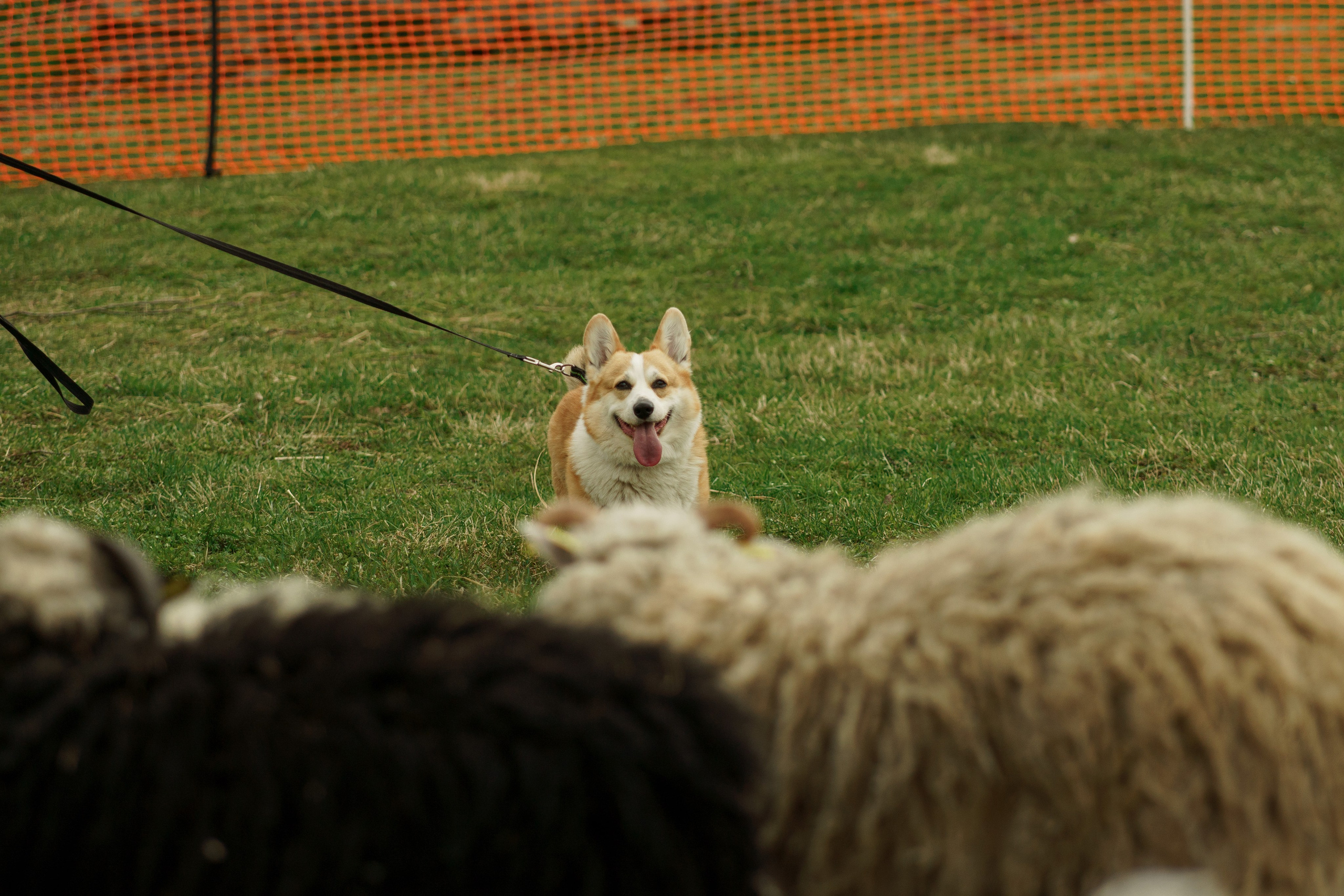 Herding Days, 26 apr. 2025. Kat Laisaar — Pet photographer in Tallinn