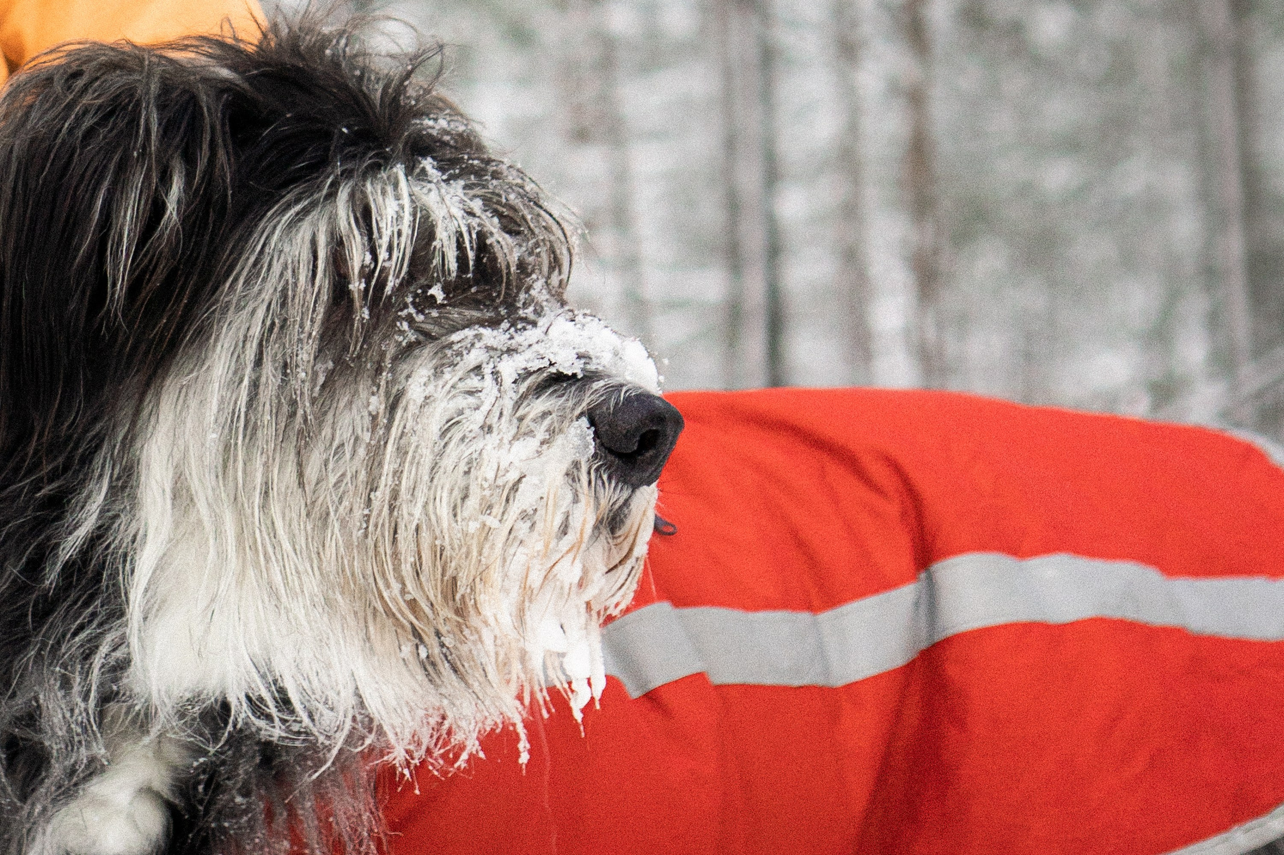 Dog Street Photography in Estonia. Kat Laisaar — Pet photographer in Tallinn