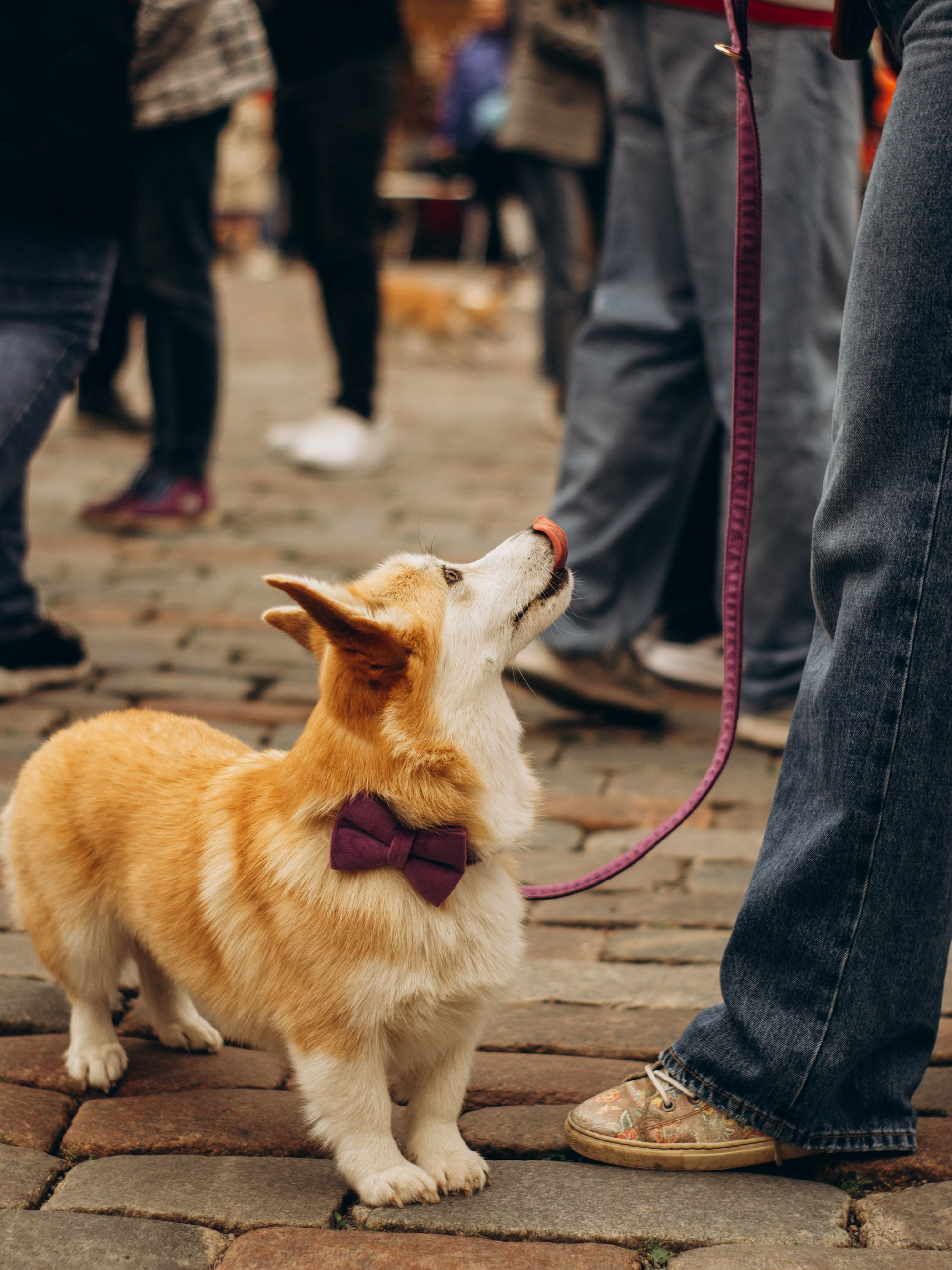 Corgi party, september. Kat Laisaar — Pet photographer in Tallinn