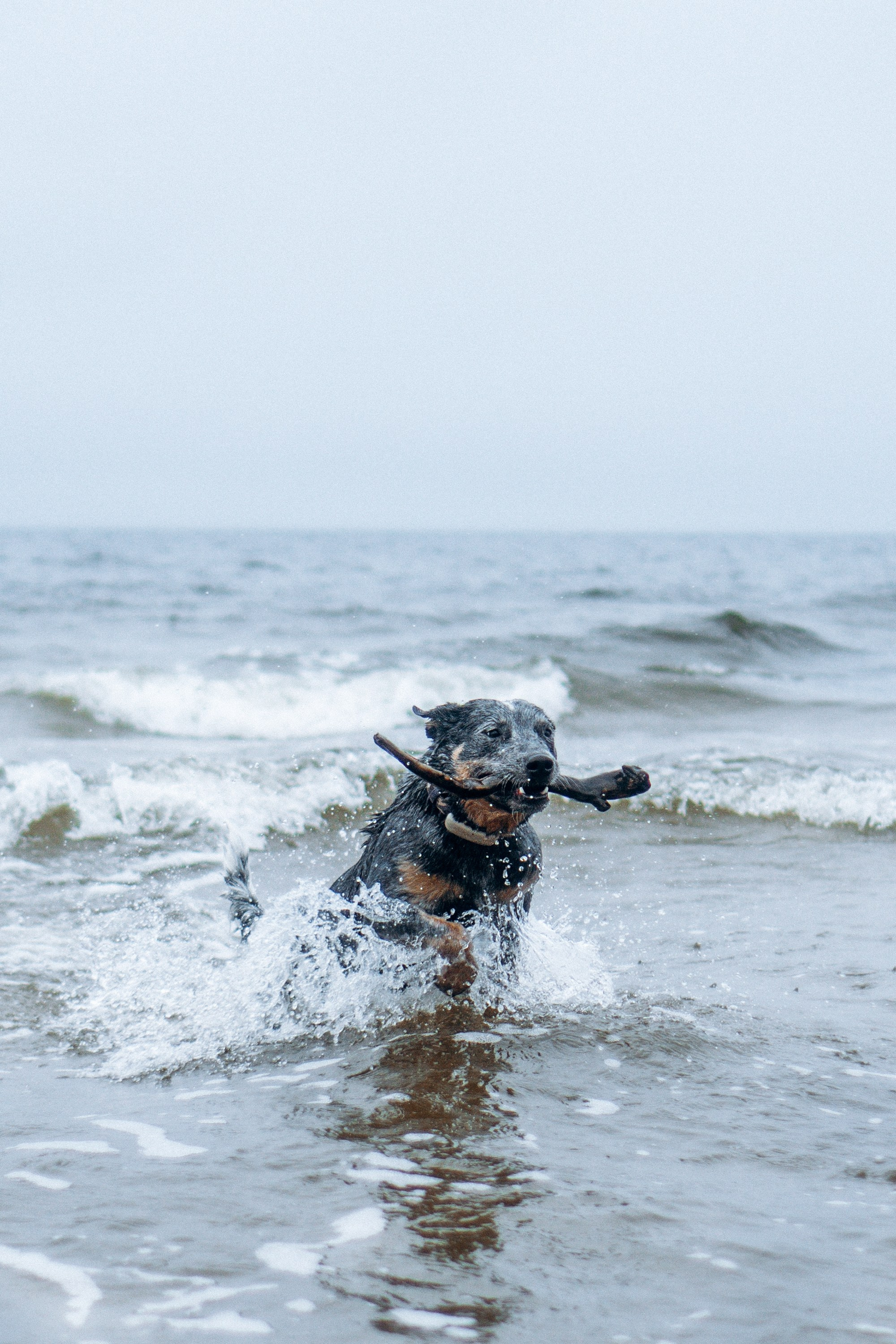 Polina and her Dakota, Australian Cattle Dog. Kat Laisaar — Pet photographer in Tallinn