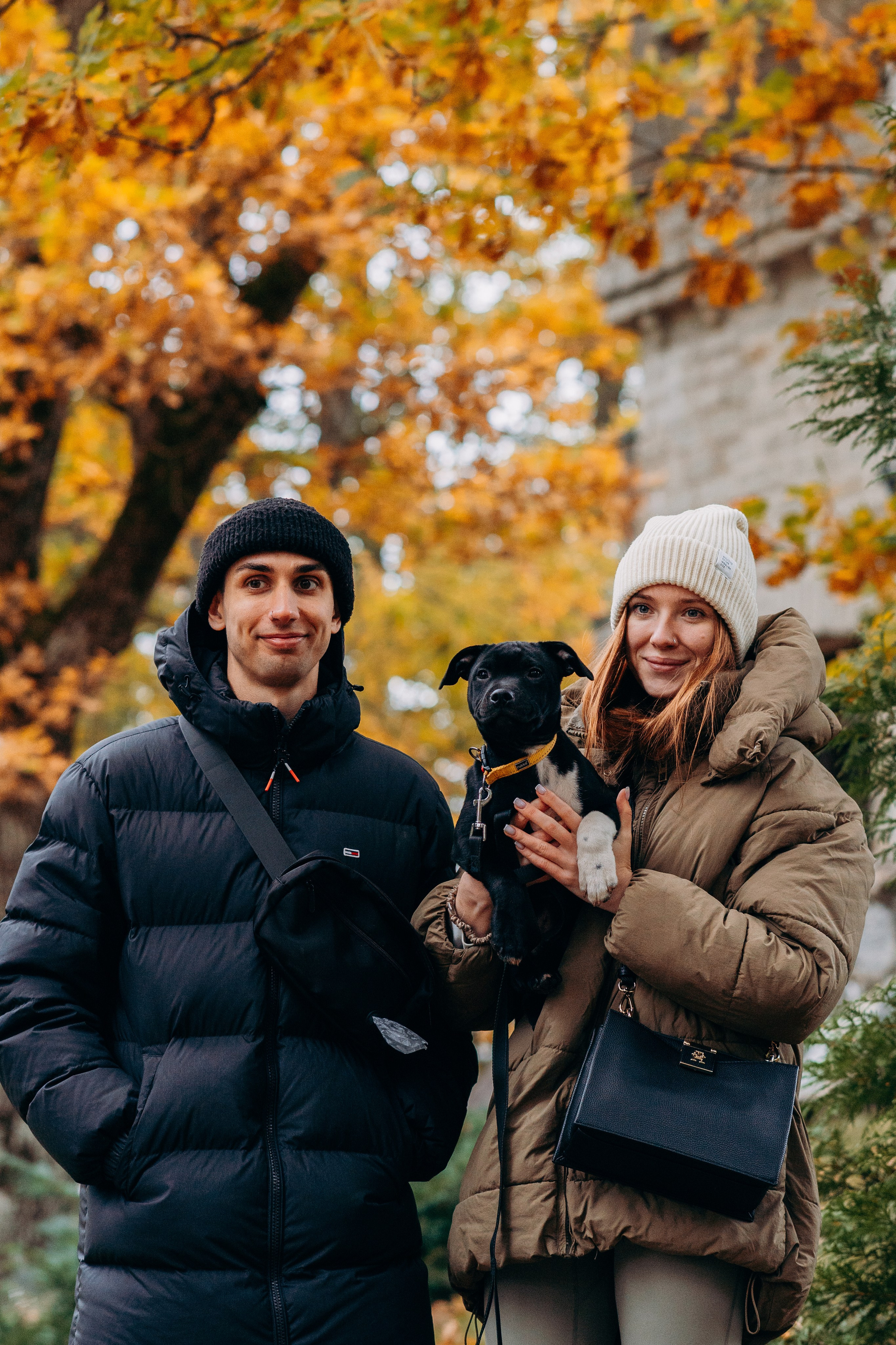 Staffordshire Bull Terriers Meetup. Kat Laisaar — Pet photographer in Tallinn