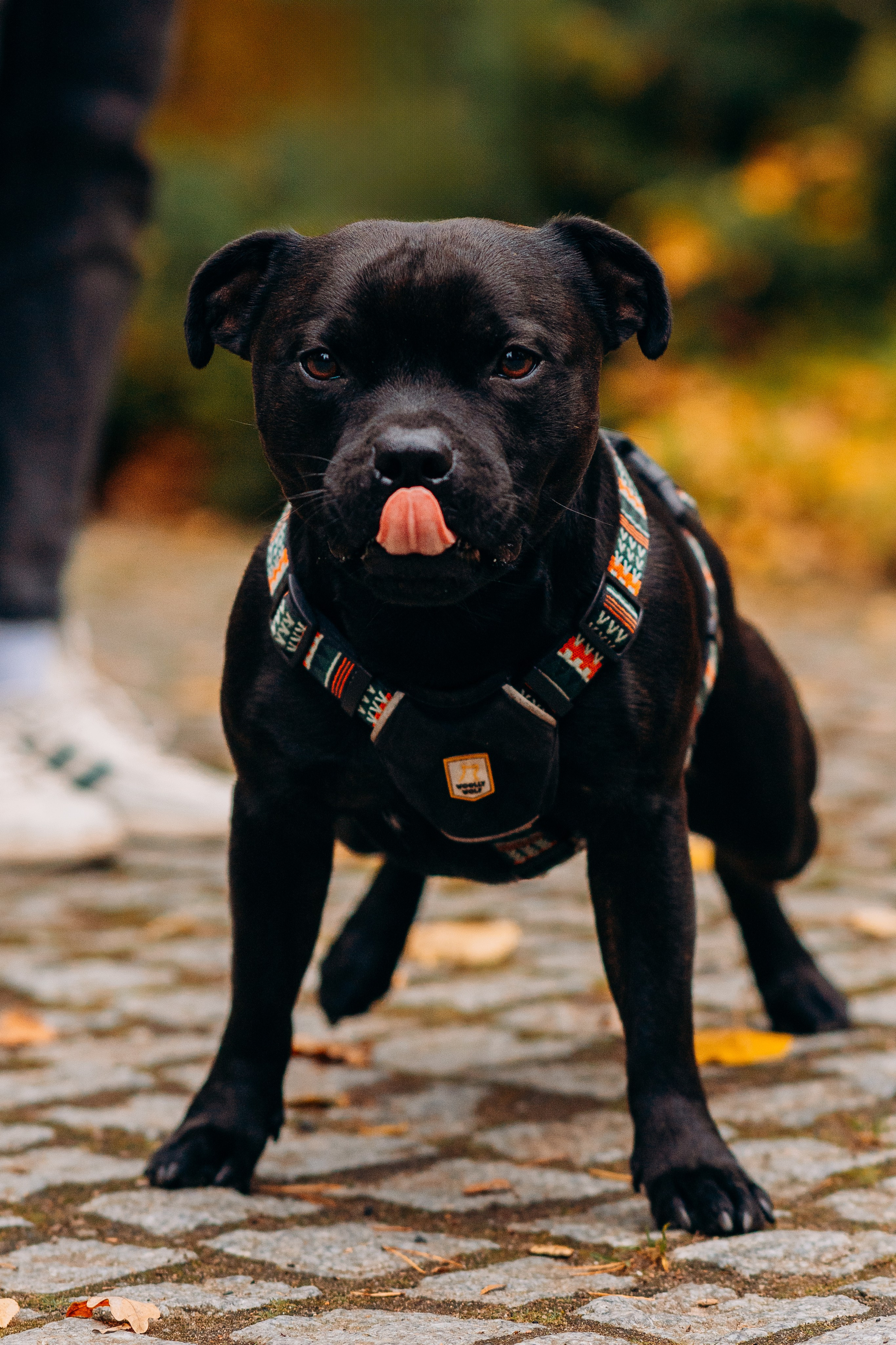 Staffordshire Bull Terriers Meetup. Kat Laisaar — Pet photographer in Tallinn