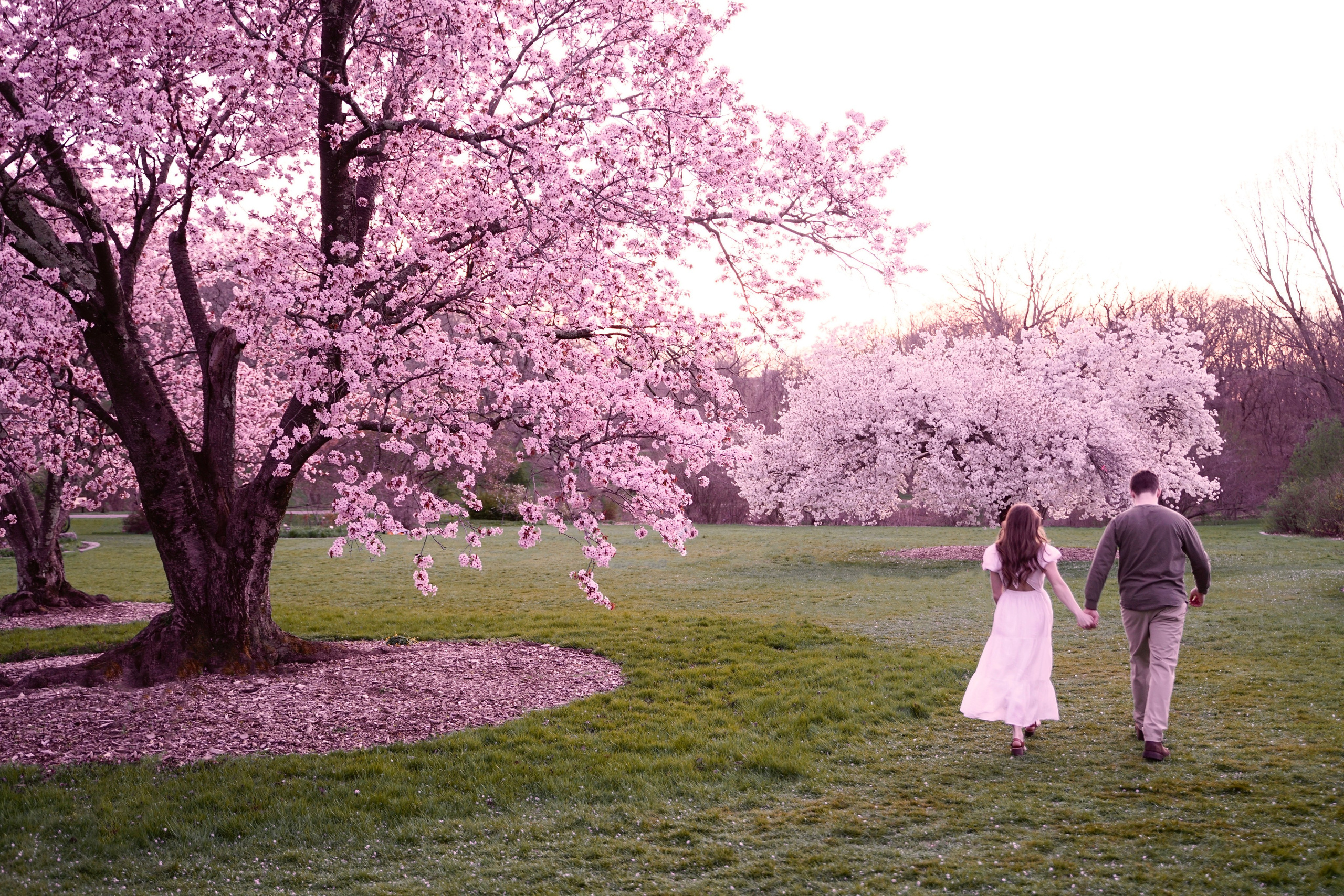 Kassandra and Andrew at Harvard Arboretum. Stefanovich Photography | Boston, MA