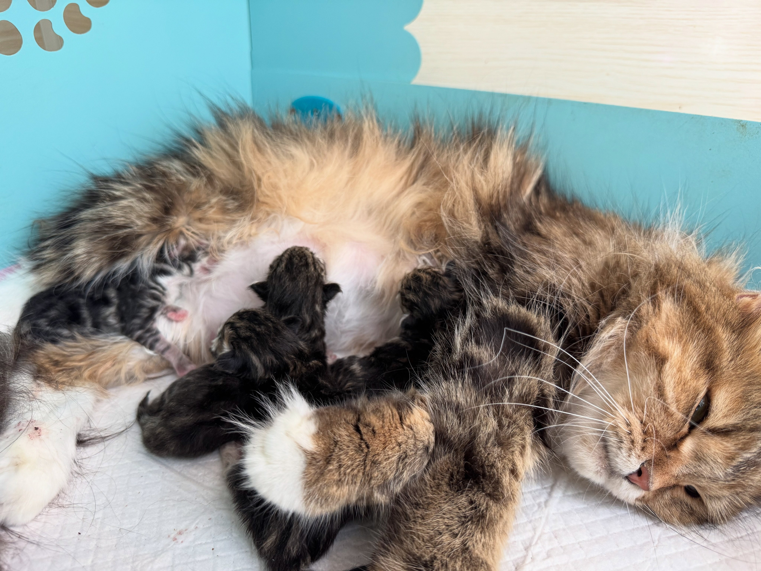 💎 Demetra has delivered 4 beautiful kittens this morning. They are mostly Brown Tabbies, one is Brown tabby and white ❤️ They seem look much more like their Dad so far. Complete inbreeding rate is 6.5%Sire: RW GRC, GC Sladkoe Pyatnyshko Chudodam: Sibella Demetra https://www.pawpeds.com/db/?a=p&ids=3:1724634;2:1766676&g=4&p=sib&o=elastic