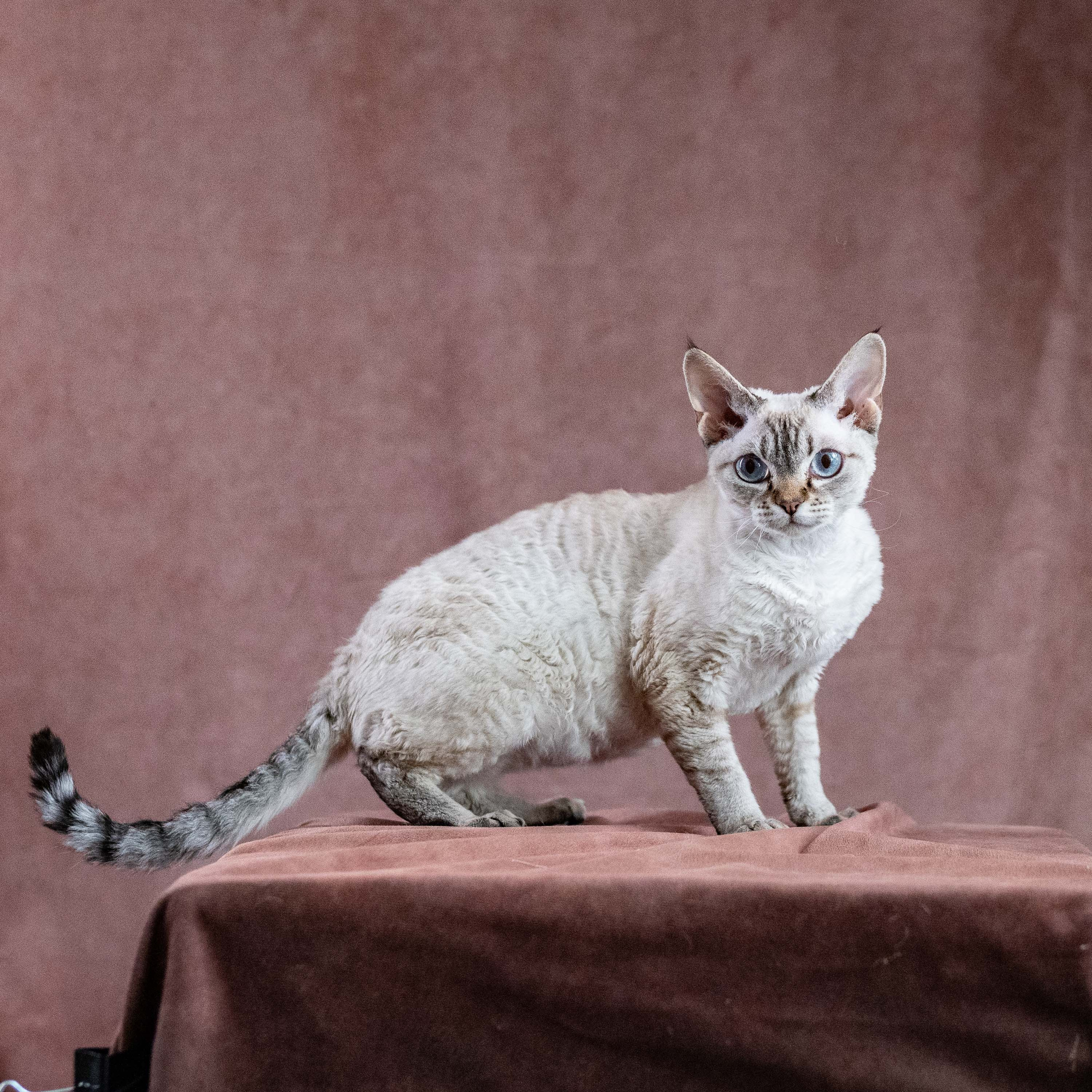 CH Txelfkatz Lolly. Devon Rex Pixie Cattery