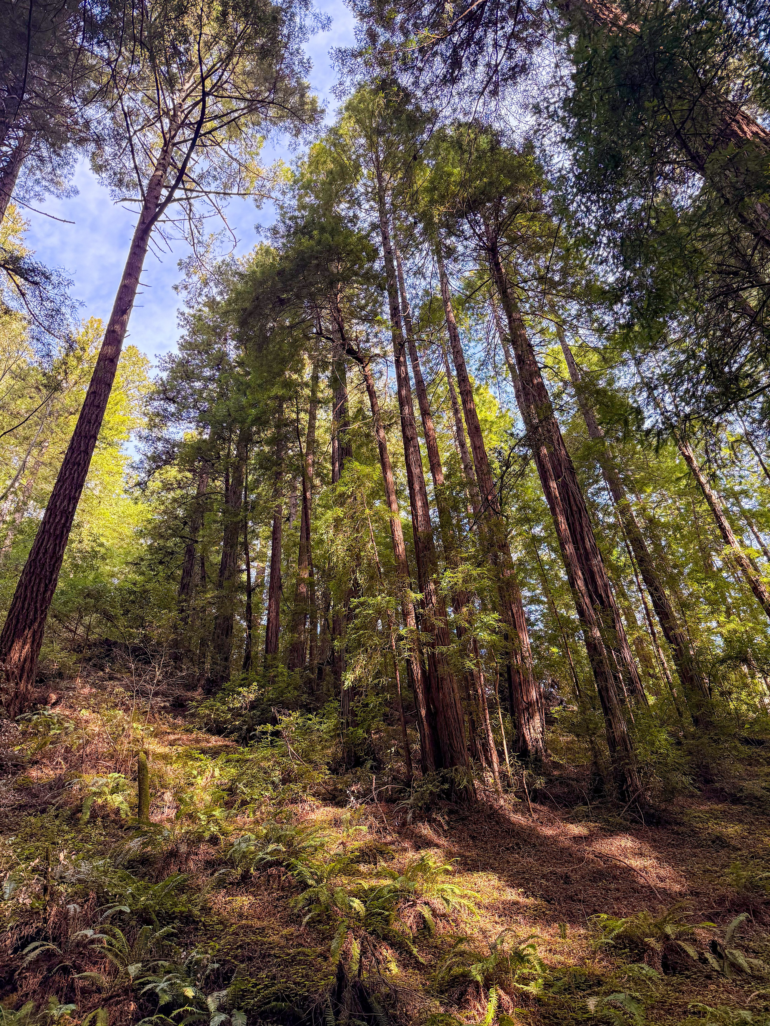 San Francisco. Aleks.photo | Book a photoshoot